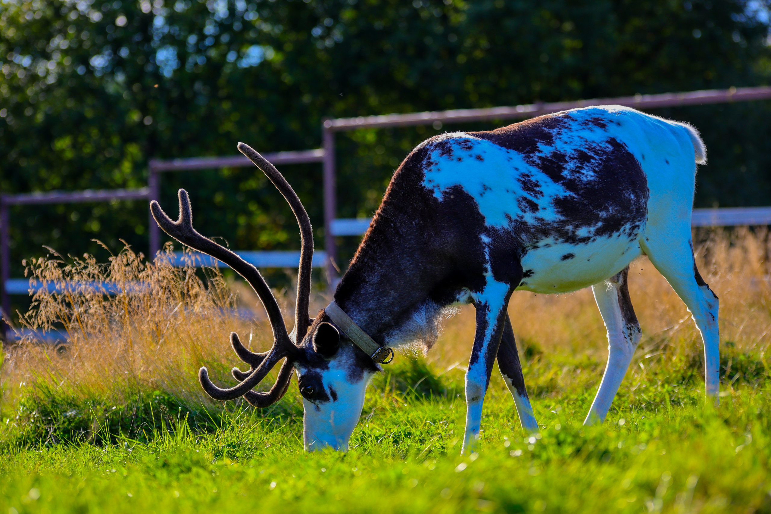 Фотограф и видеограф Лашманов Павел