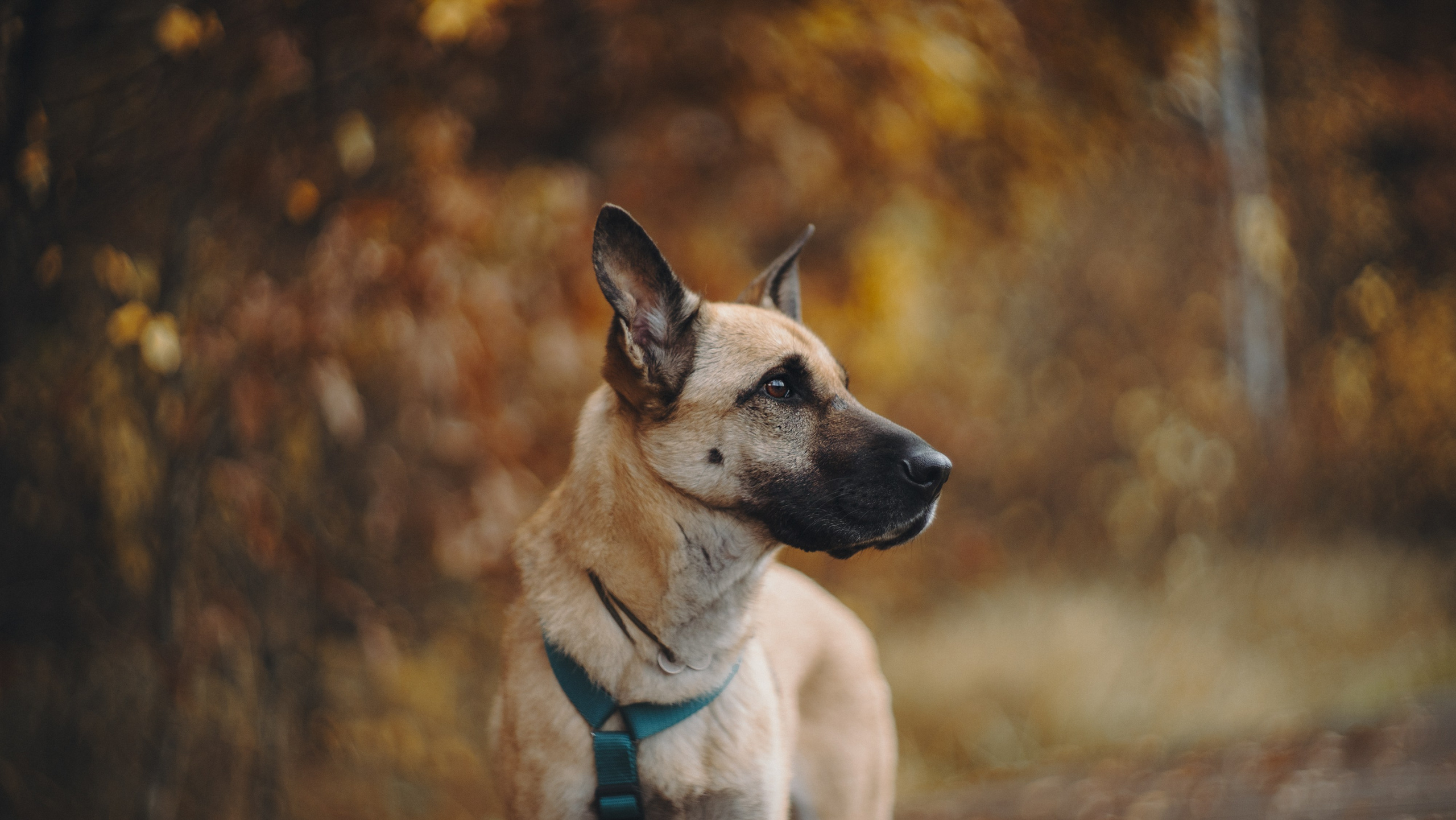 Наталия, Иван и Урса. Фотограф анималист в Москве и Санкт-Петербурге Свиридова Анна