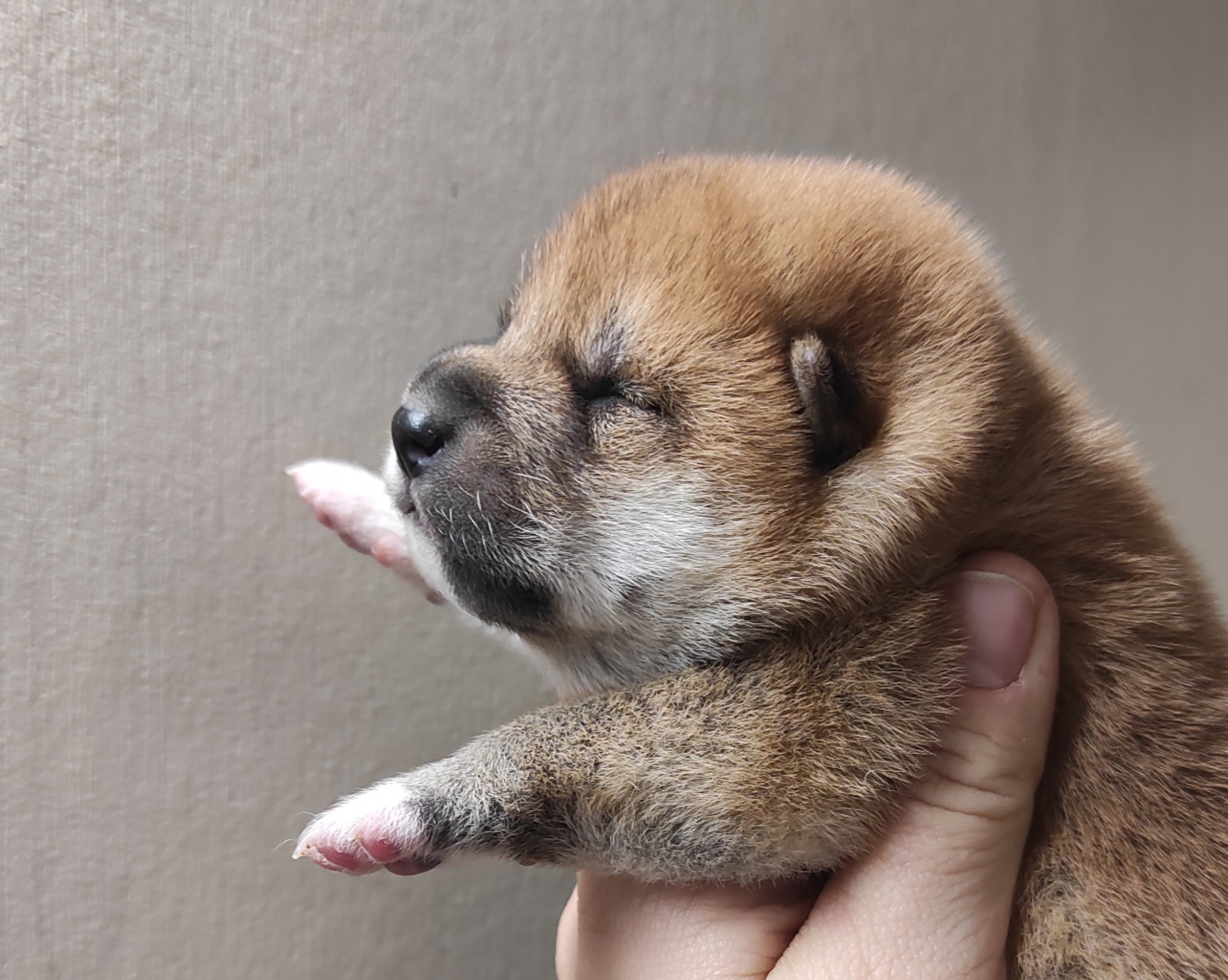 сиба питомник Рубилайт щенки на продажу rubylight  сиба щенки купить СПб Санкт-Петербург 