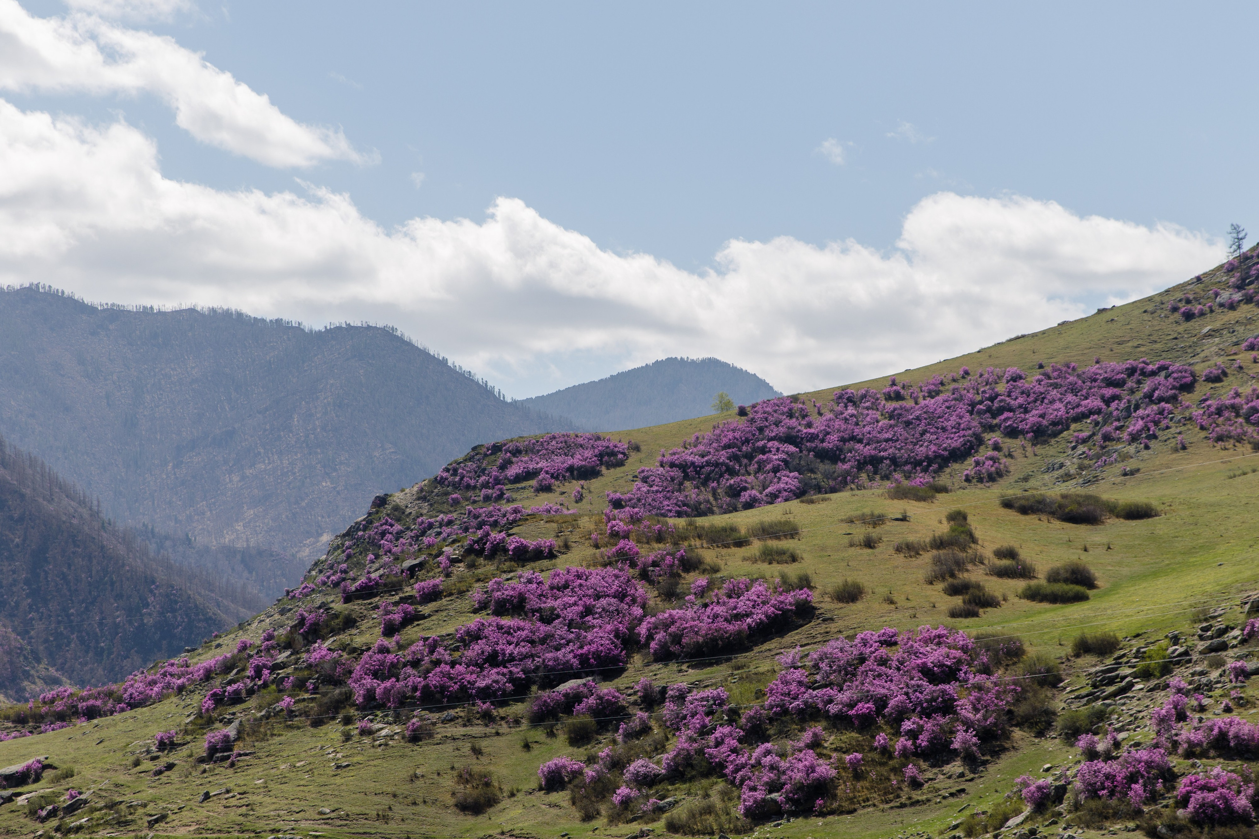 Горный Алтай. Фотограф Кирилл Мешков Кемерово
