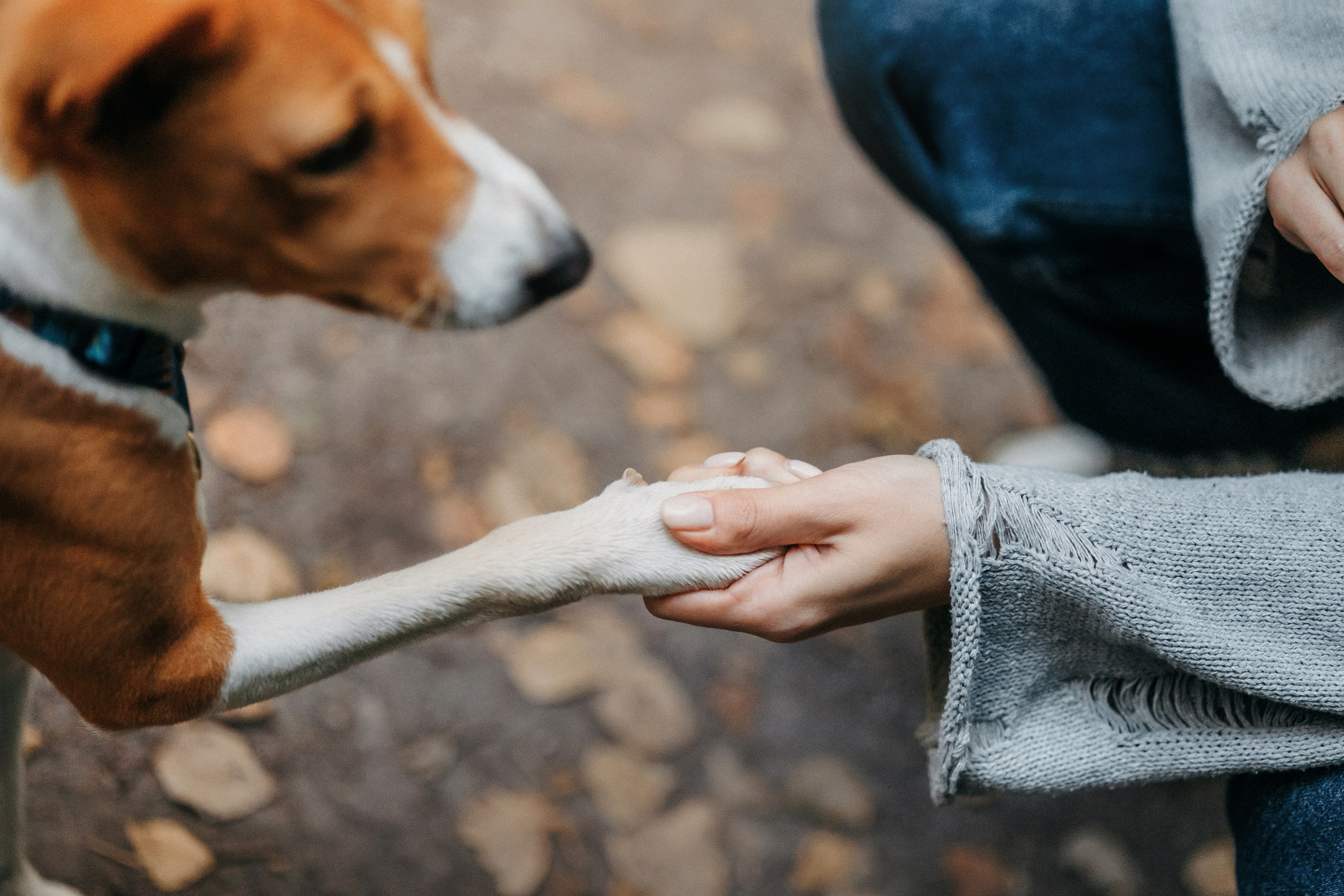 Лена и Джин. Фотограф-анималист Елена Радченко, Москва
