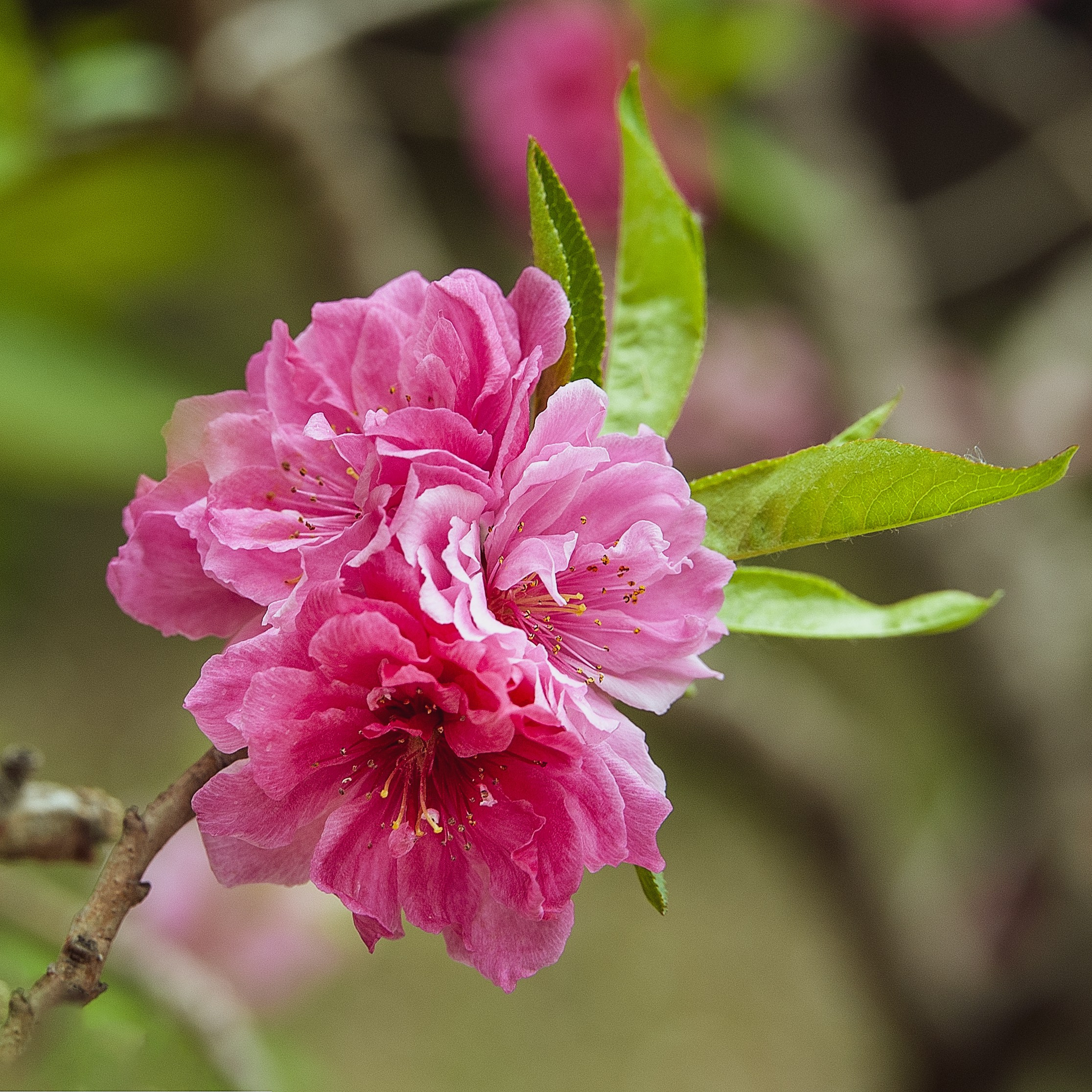 Весна. FotoGraf