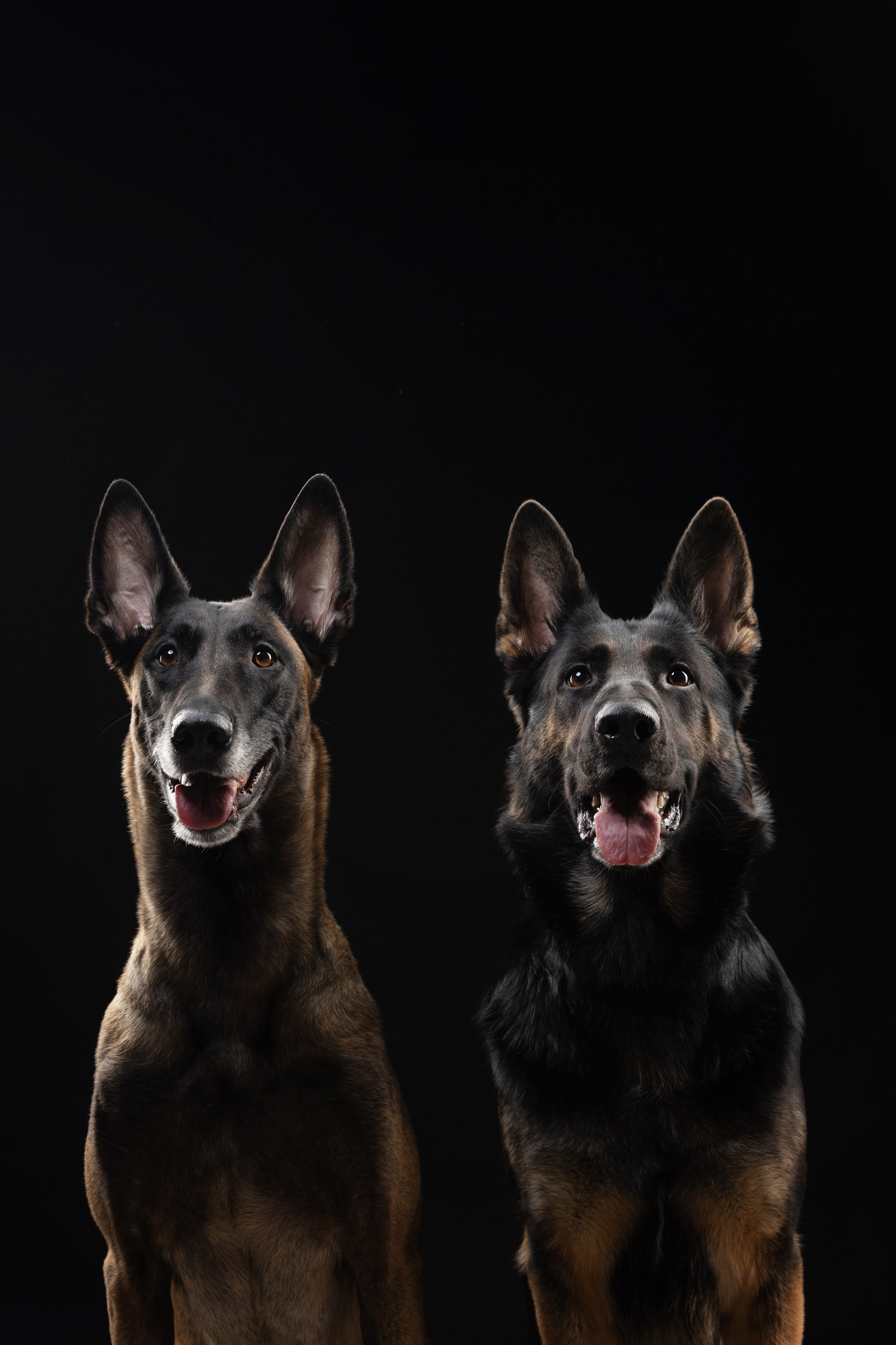 Жара и Делфи. Фотограф анималист Осипчикова Мария