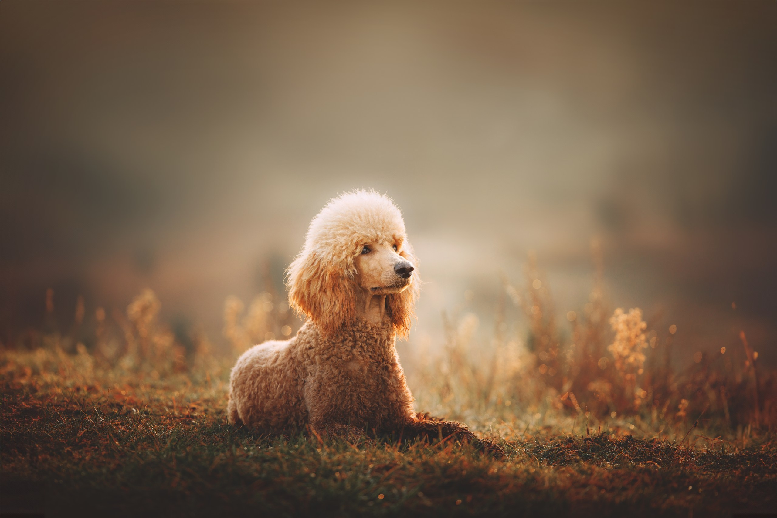 Юля, Кир и Цера. Фотограф анималист Осипчикова Мария
