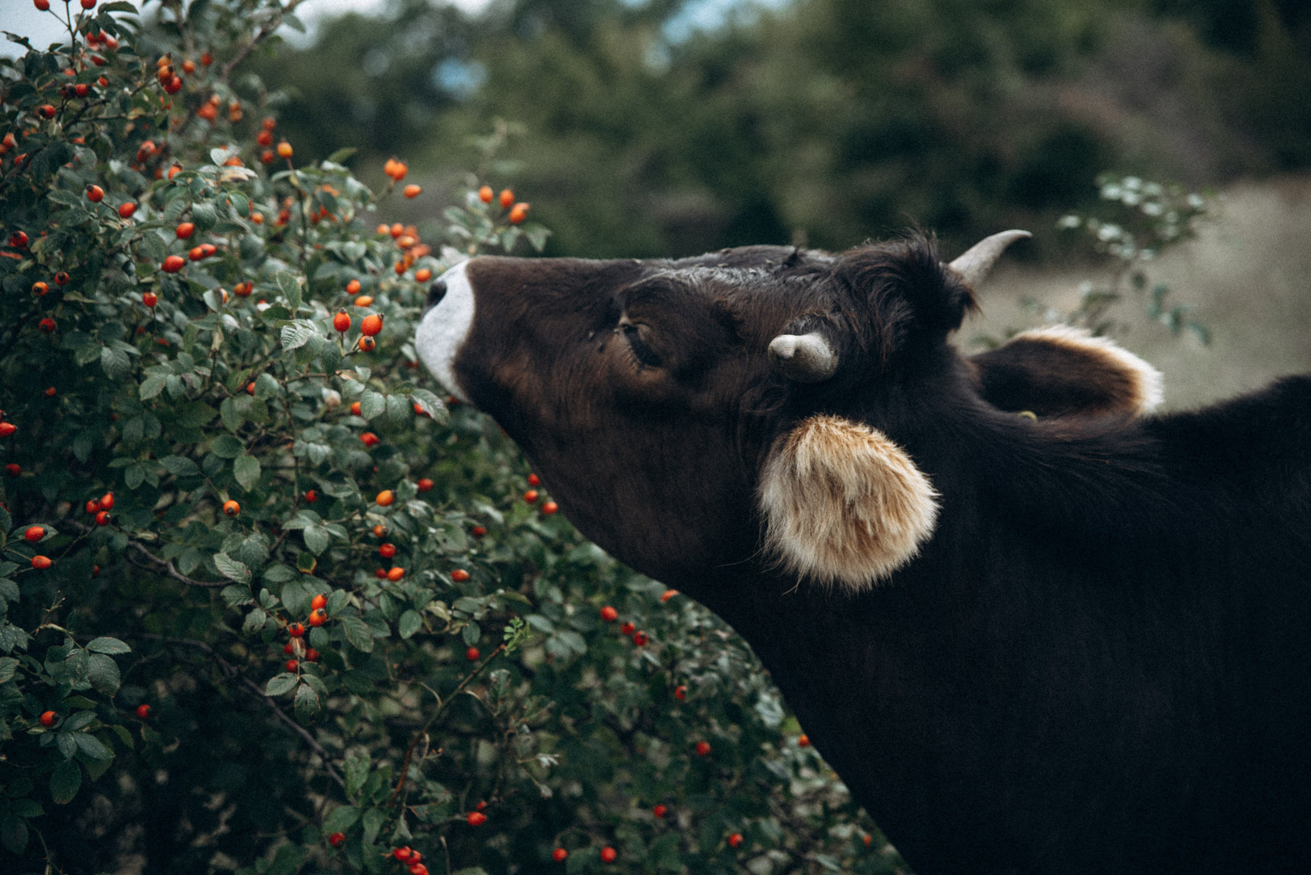 Harmoyfest 2023 Georgia 🇬🇪. Anita_photo