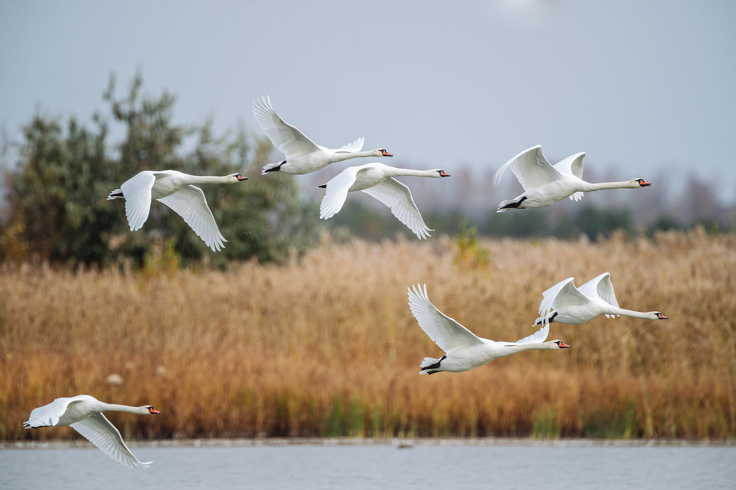 Птицы. Спортивный фотограф в Уфе Евгений Буров