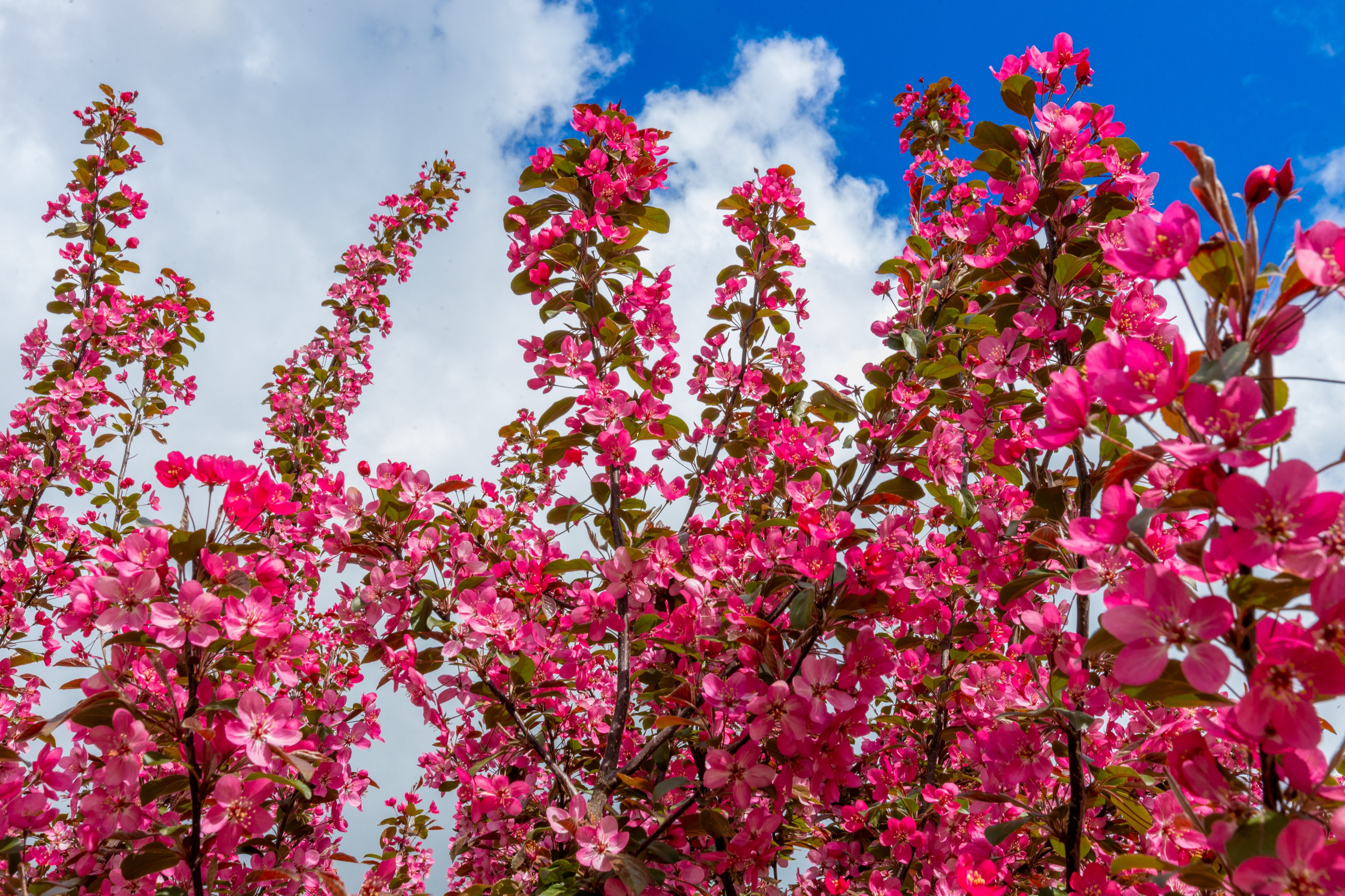Весеннее цветение в Туле. Фотограф в Туле Крупский АнДРей. Фотостудия «КАДР71» в Туле