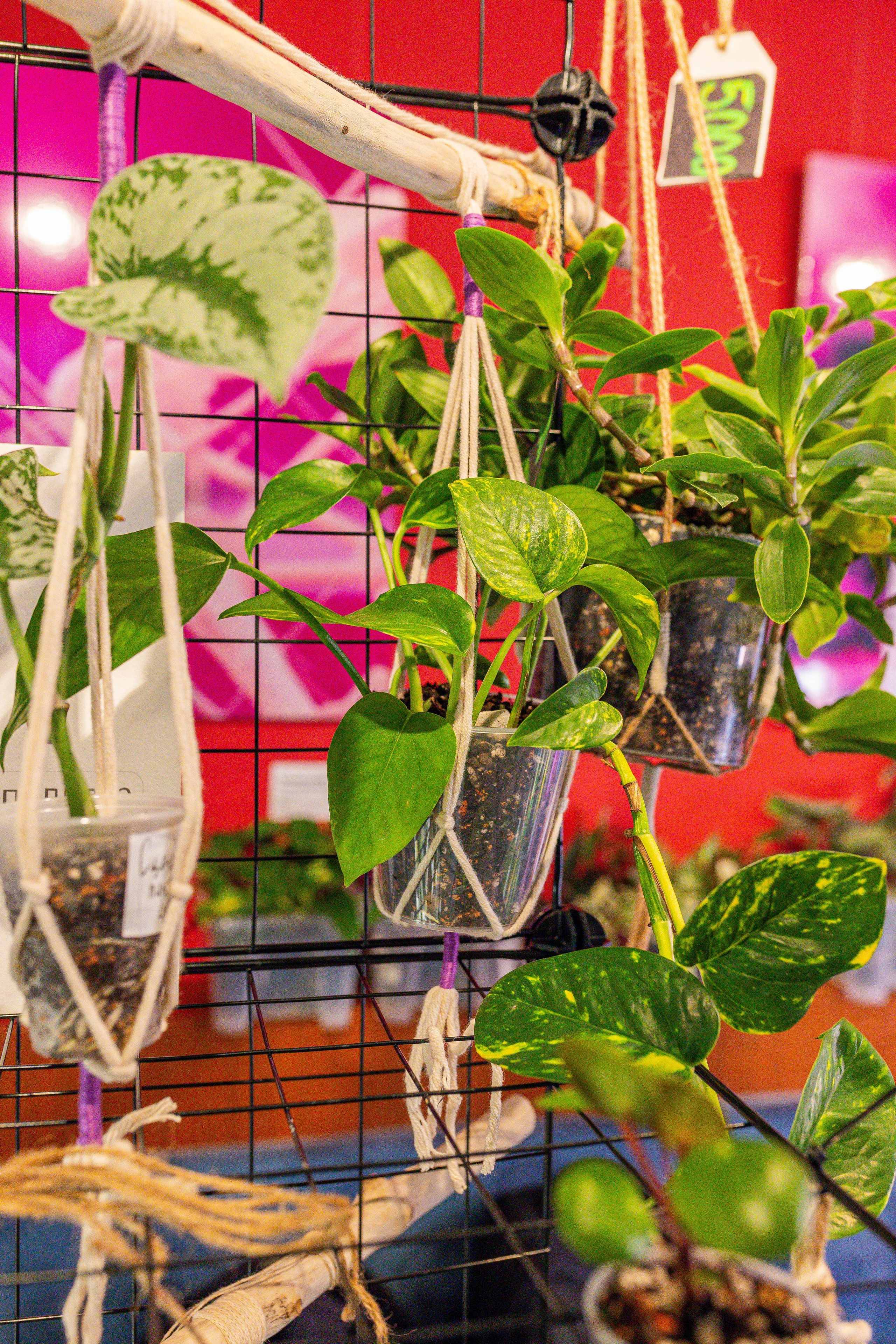 Growbox декабрь 2025. Александра Куликова фотограф, Москва