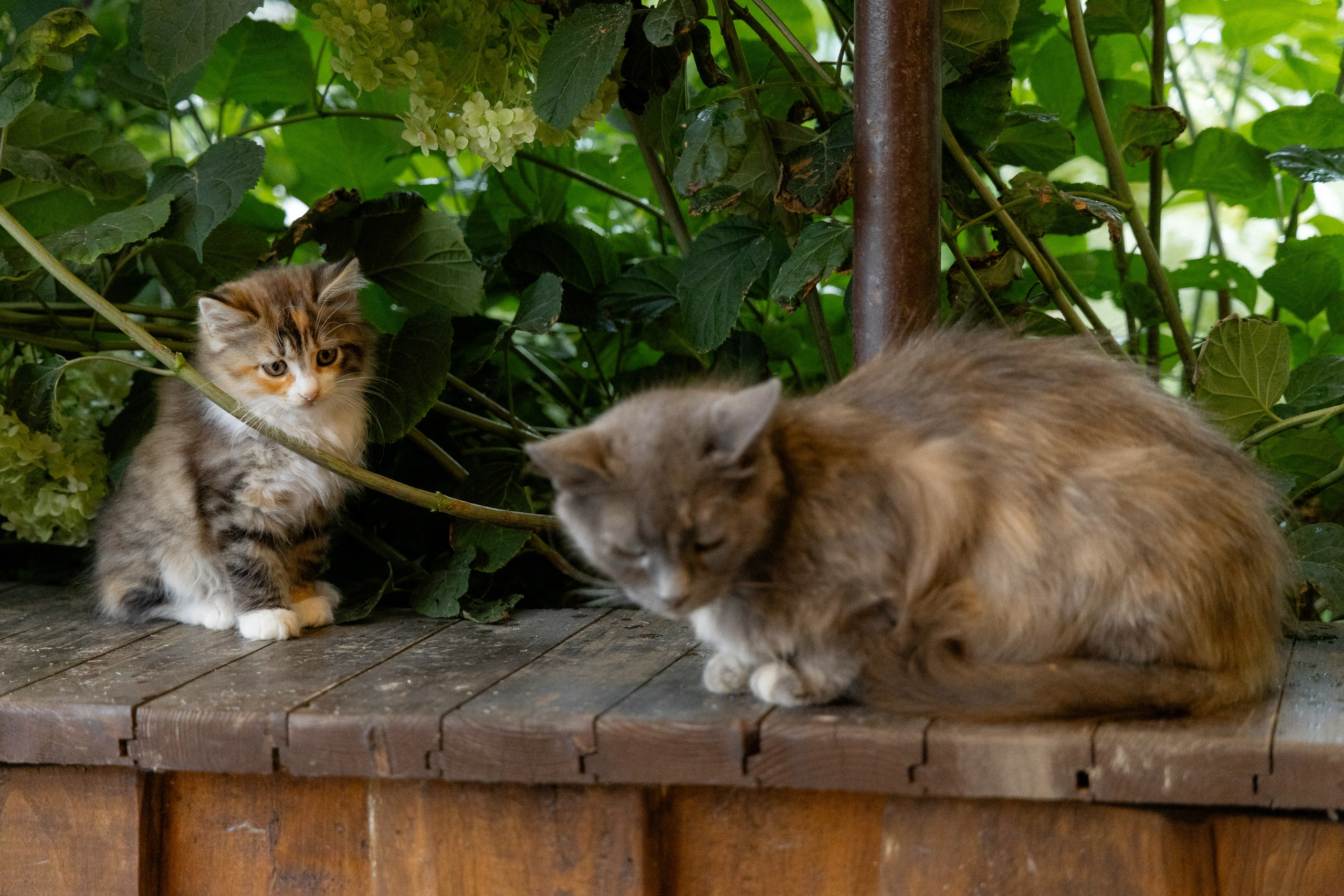 Свадебная фотосессия в агроусадьбе Лабодянка в Минске. Свадебный фотограф в Минске/Беларуси Сергей Спиридонов
