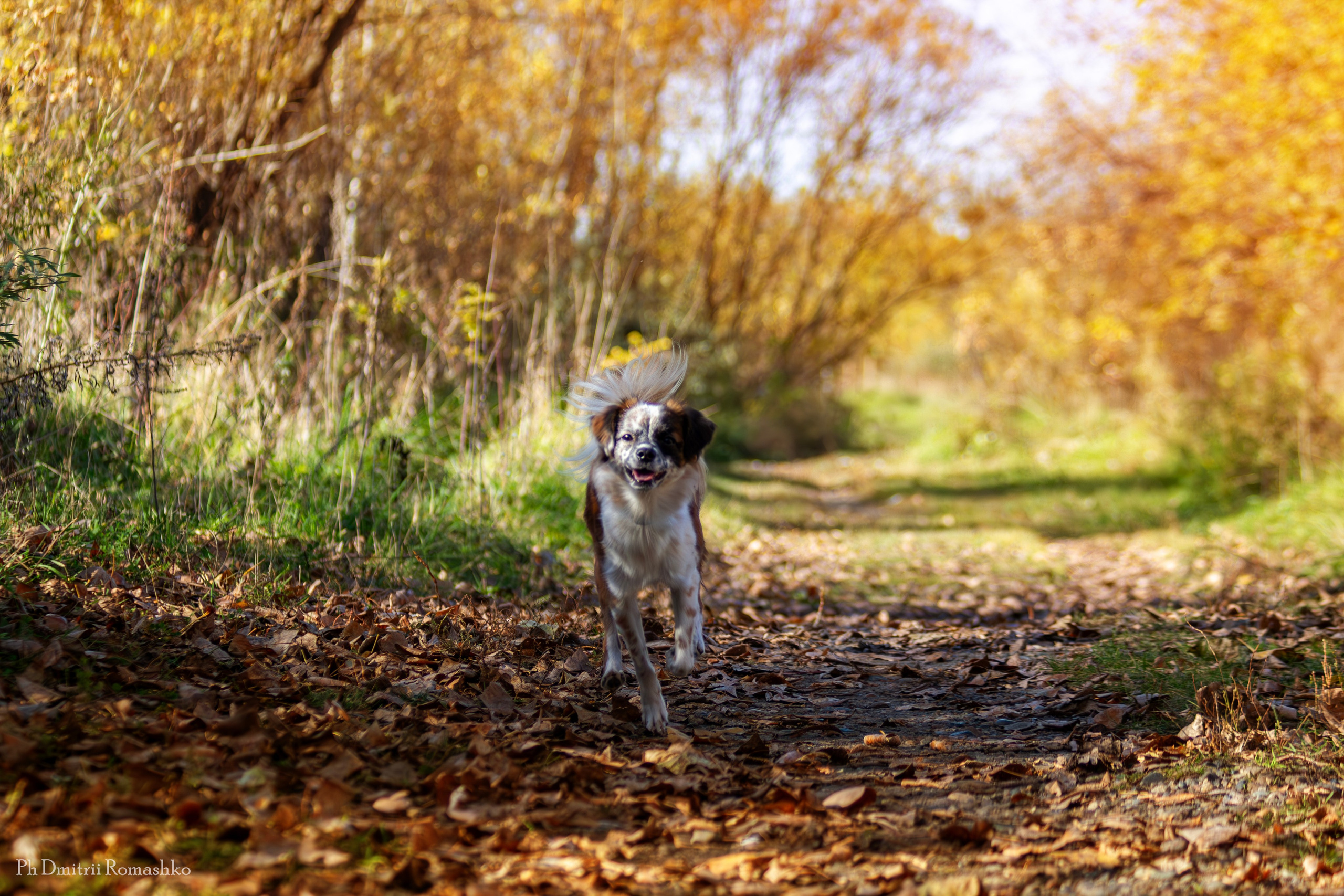 Анималистка. Фотограф Дмитрий Ромашко