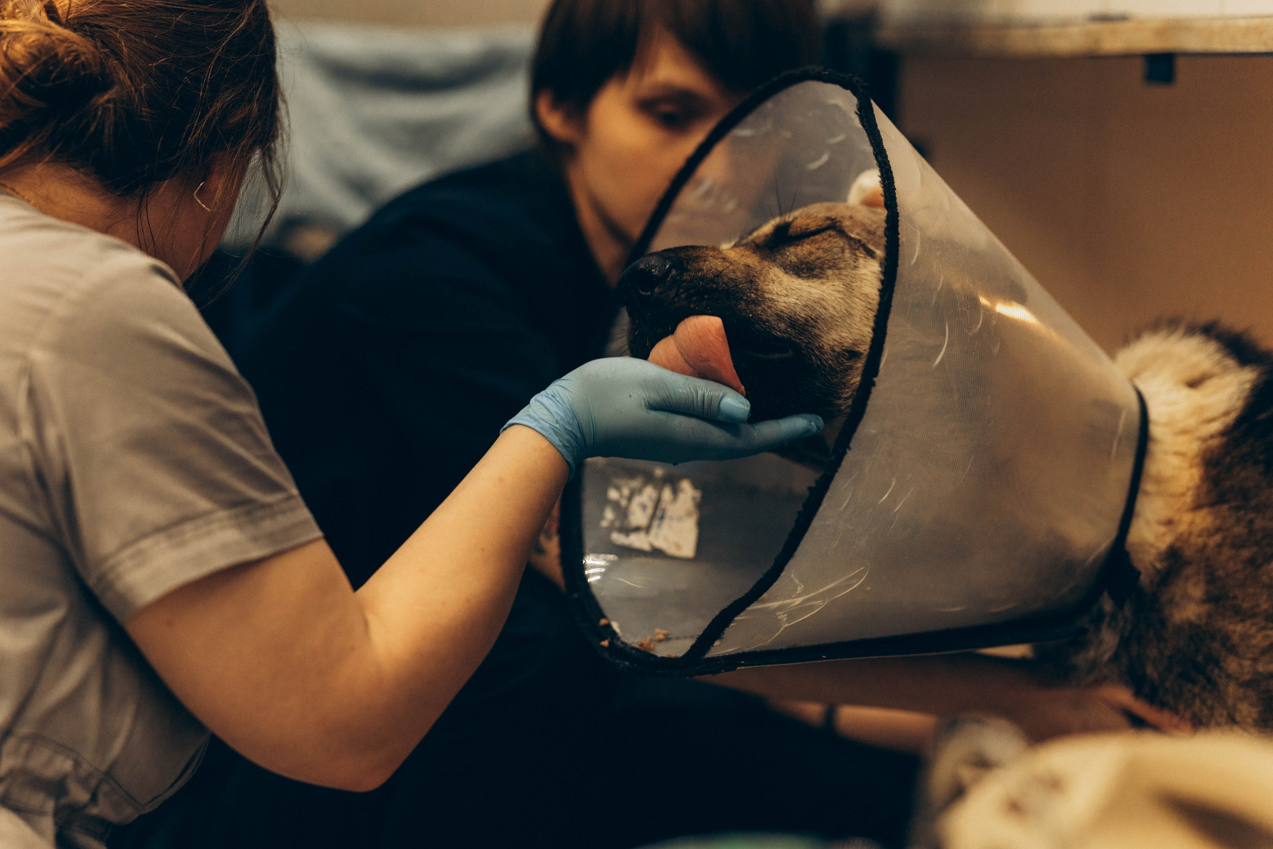 VetLife. Татьяна Афонина | Фотограф