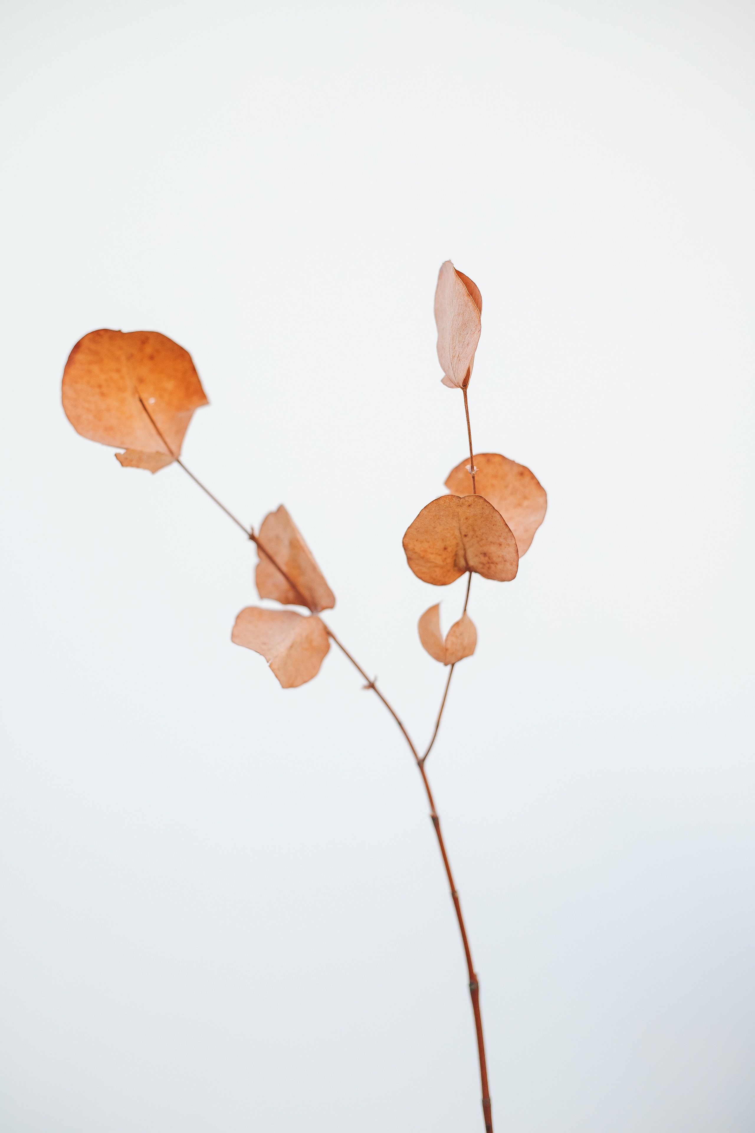 Индивидуальная фотосессия в фотостудии Zapad. Фотограф в Санкт-Петербурге, Анна Скворцова