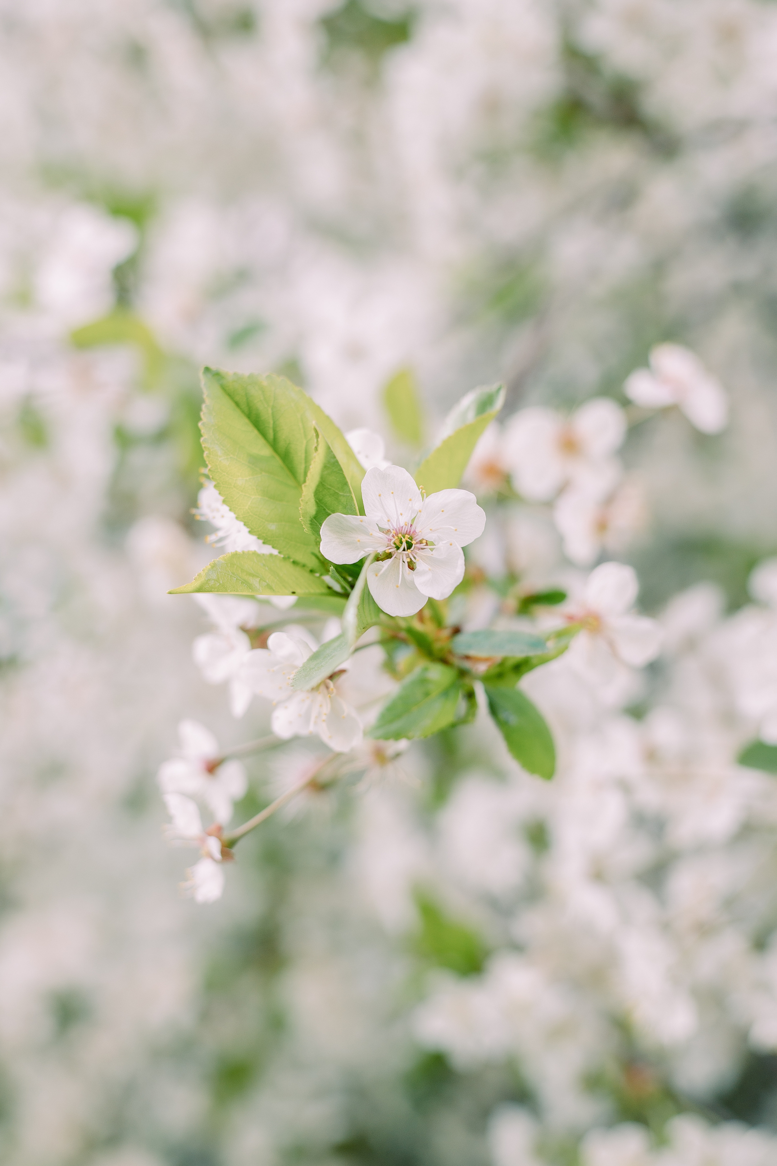 Фотосессия со сливой и черемухой. Фотограф в Санкт-Петербурге, Анна Скворцова