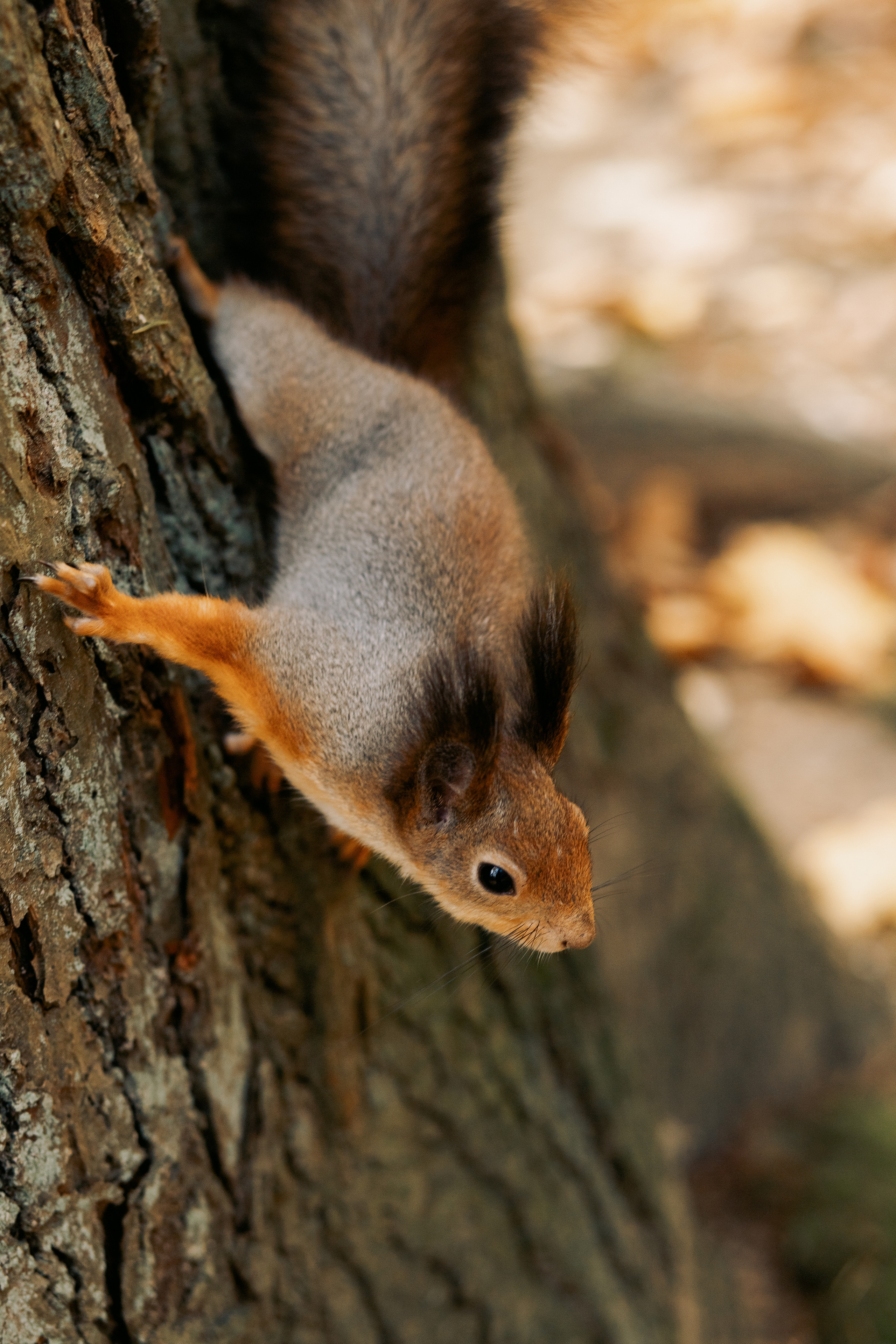 Осенняя фотопрогулка в Санкт-Петербурге. Фотограф в Санкт-Петербурге, Анна Скворцова