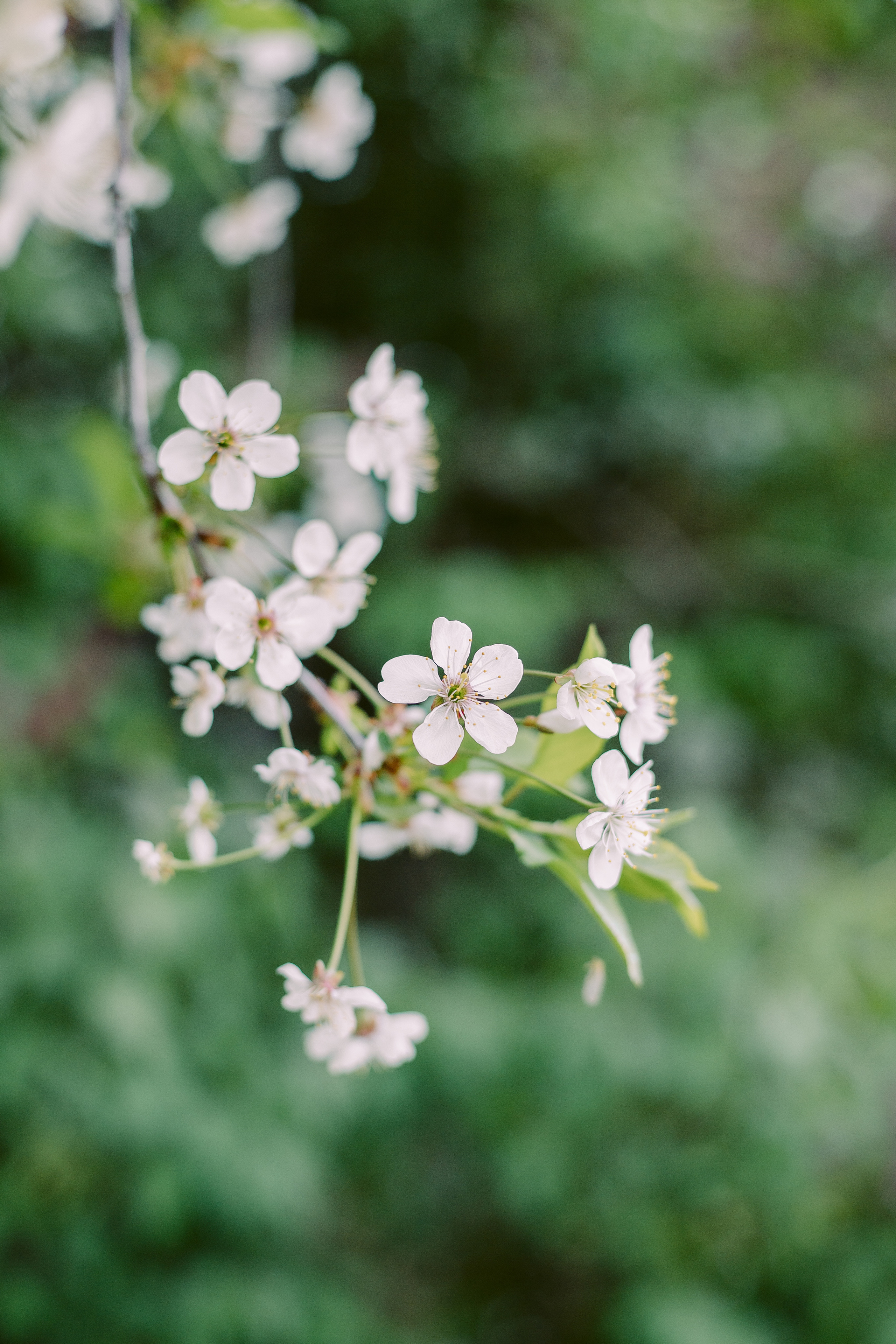 Фотосессия со сливой и черемухой. Фотограф в Санкт-Петербурге, Анна Скворцова
