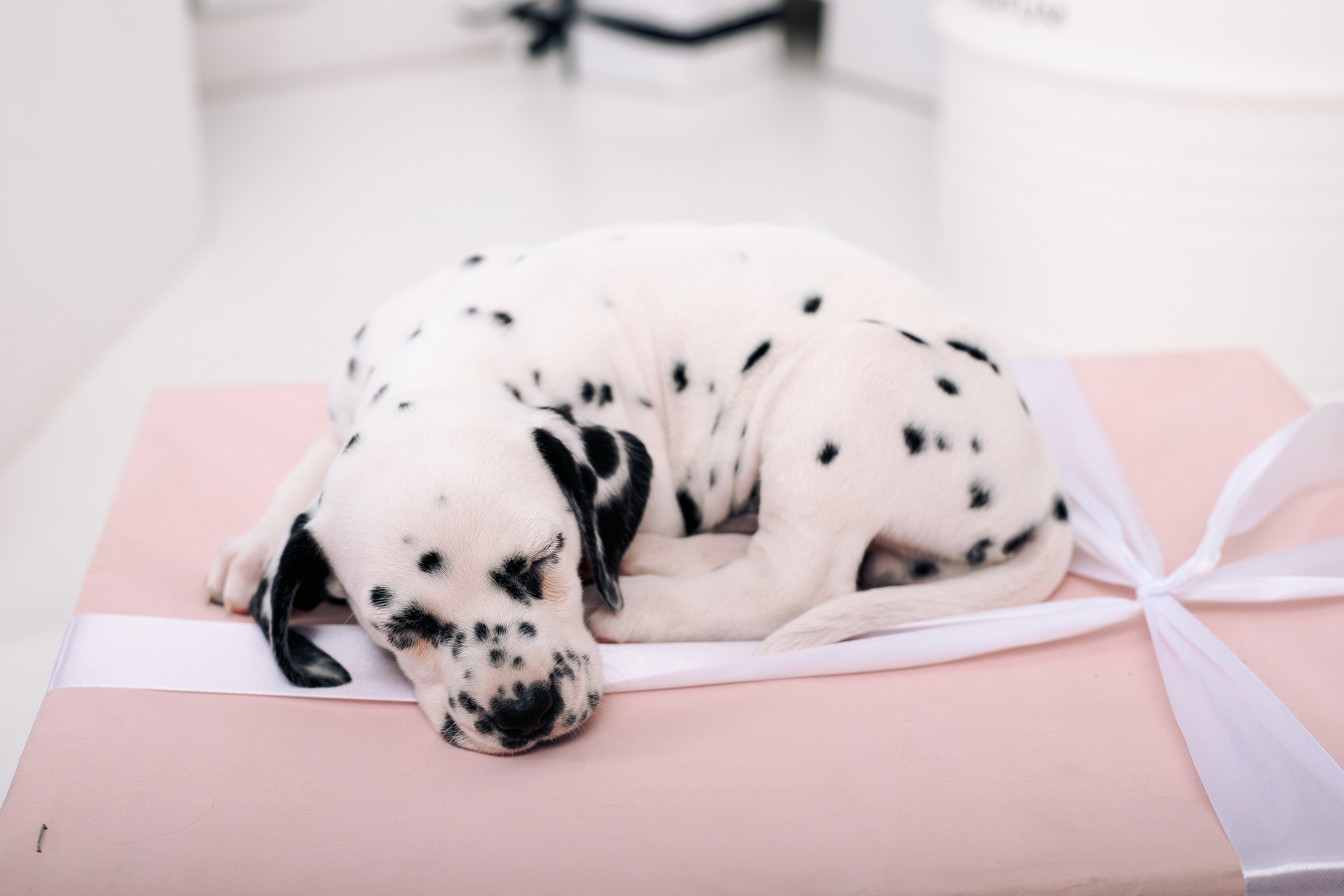 Фотосессия с далматинцами Спб. Фотограф в Санкт-Петербурге, Анна Скворцова