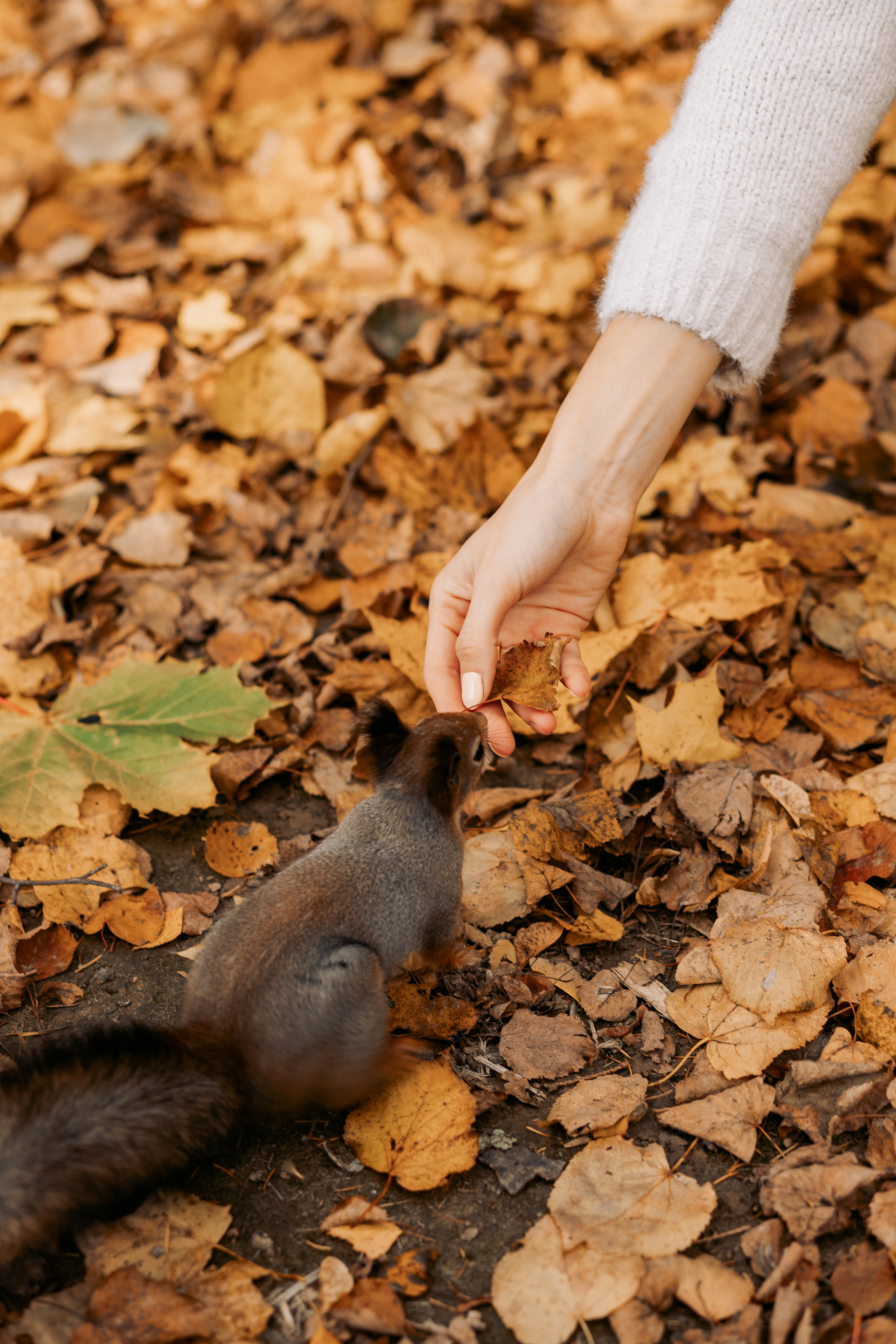 Осенняя фотопрогулка в Санкт-Петербурге. Фотограф в Санкт-Петербурге, Анна Скворцова