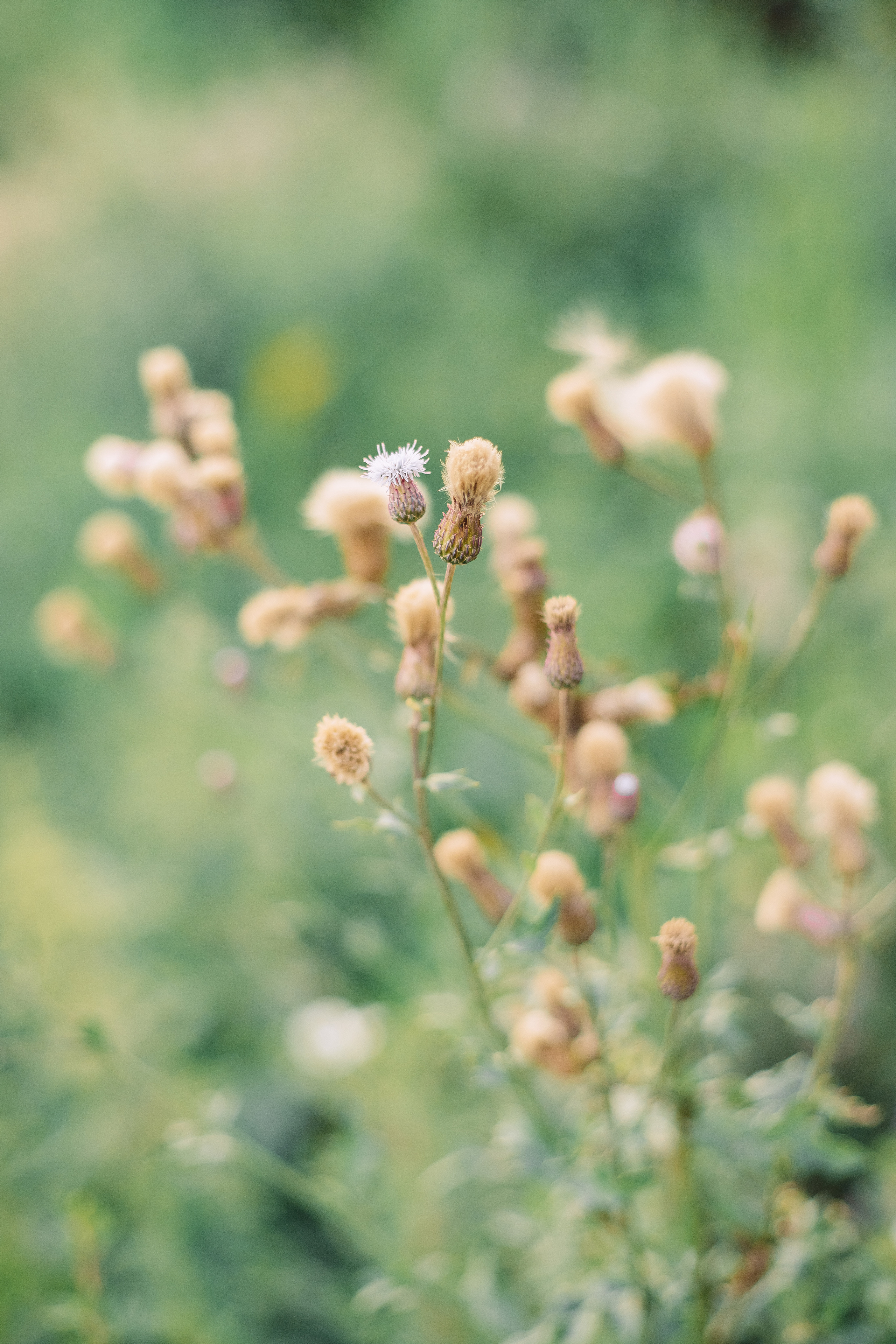 Летняя Фотосесия на пляже в озерках. Фотограф в Санкт-Петербурге, Анна Скворцова