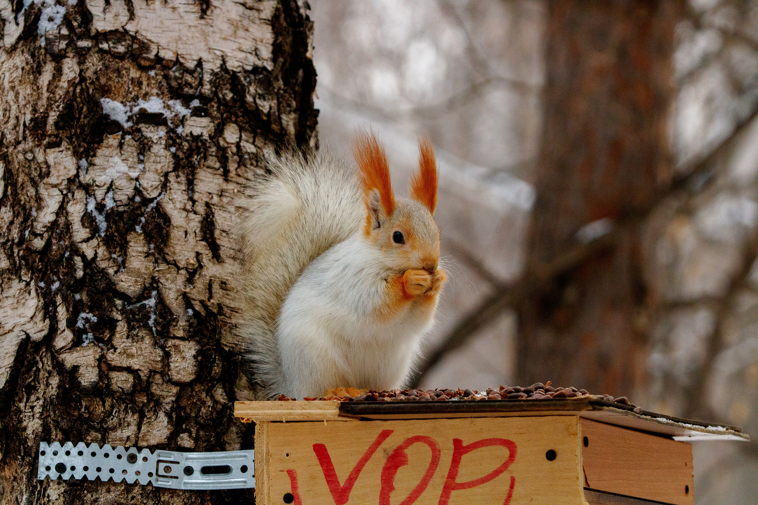 Лыжные соревнования. LeChuPhoto_Omsk
