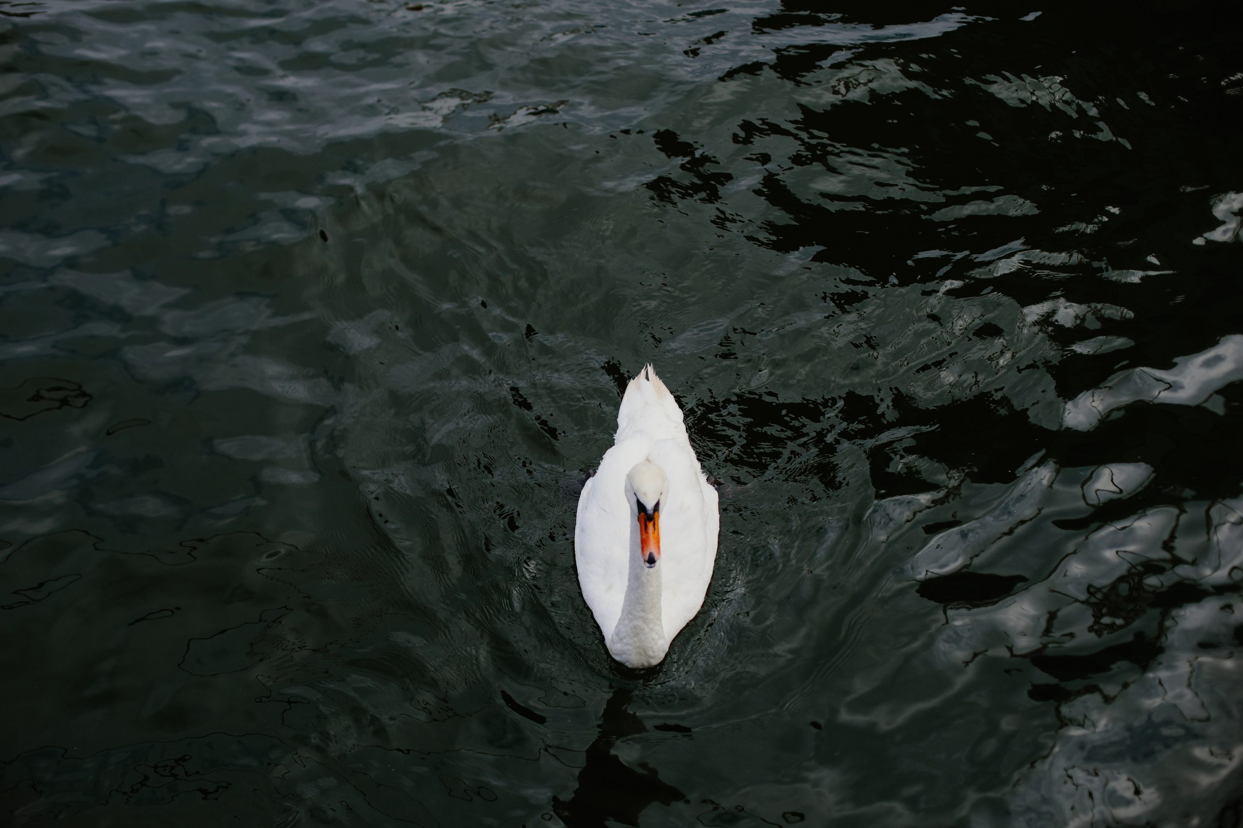 Балтийск/Калининград. Свадебный и семейный фотограф/видеограф в Краснодаре Наталья Осинская