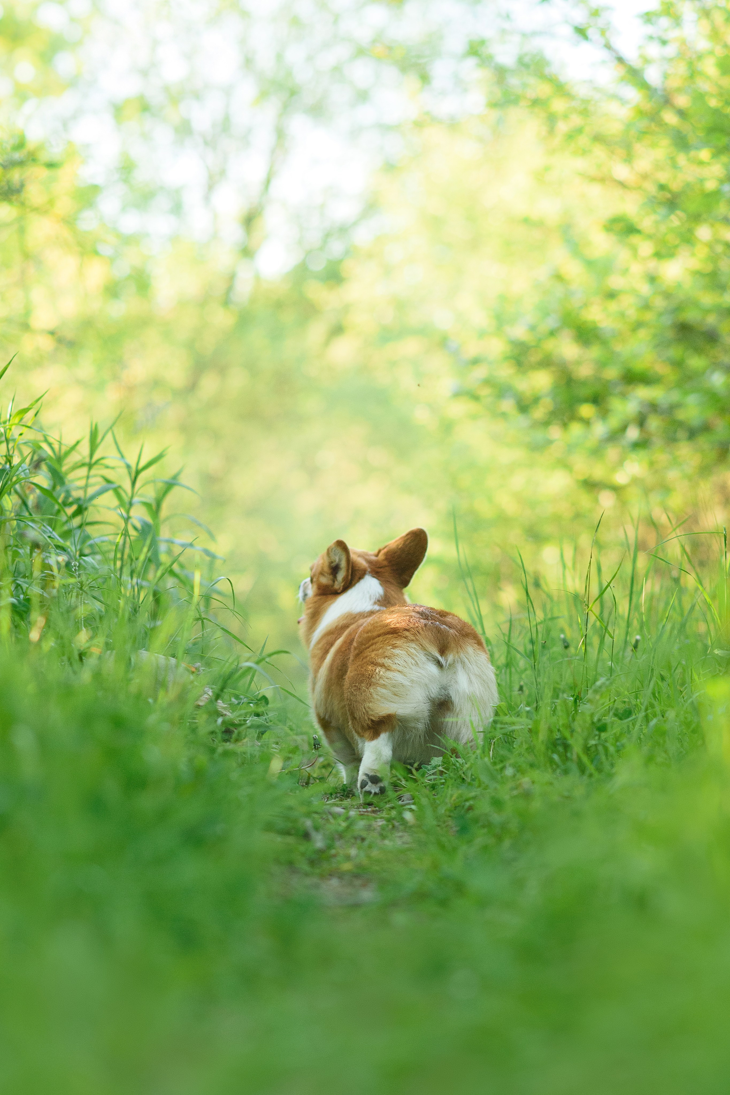 Синнабон — 25.05.2024. Фотограф — Анималист | Анна Абрамова
