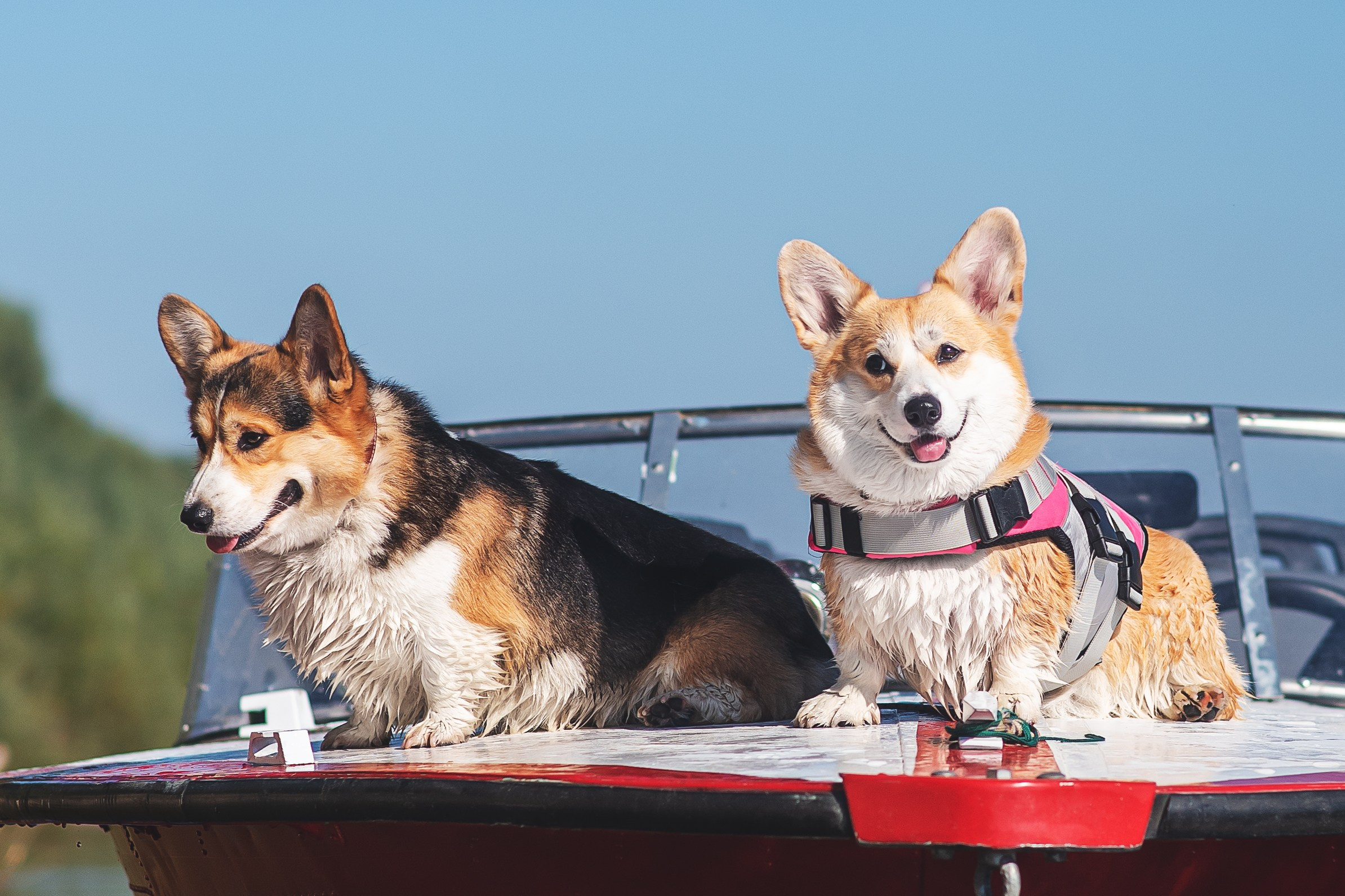 Майк и Лея — 29.08.2024. Фотограф — Анималист | Анна Абрамова