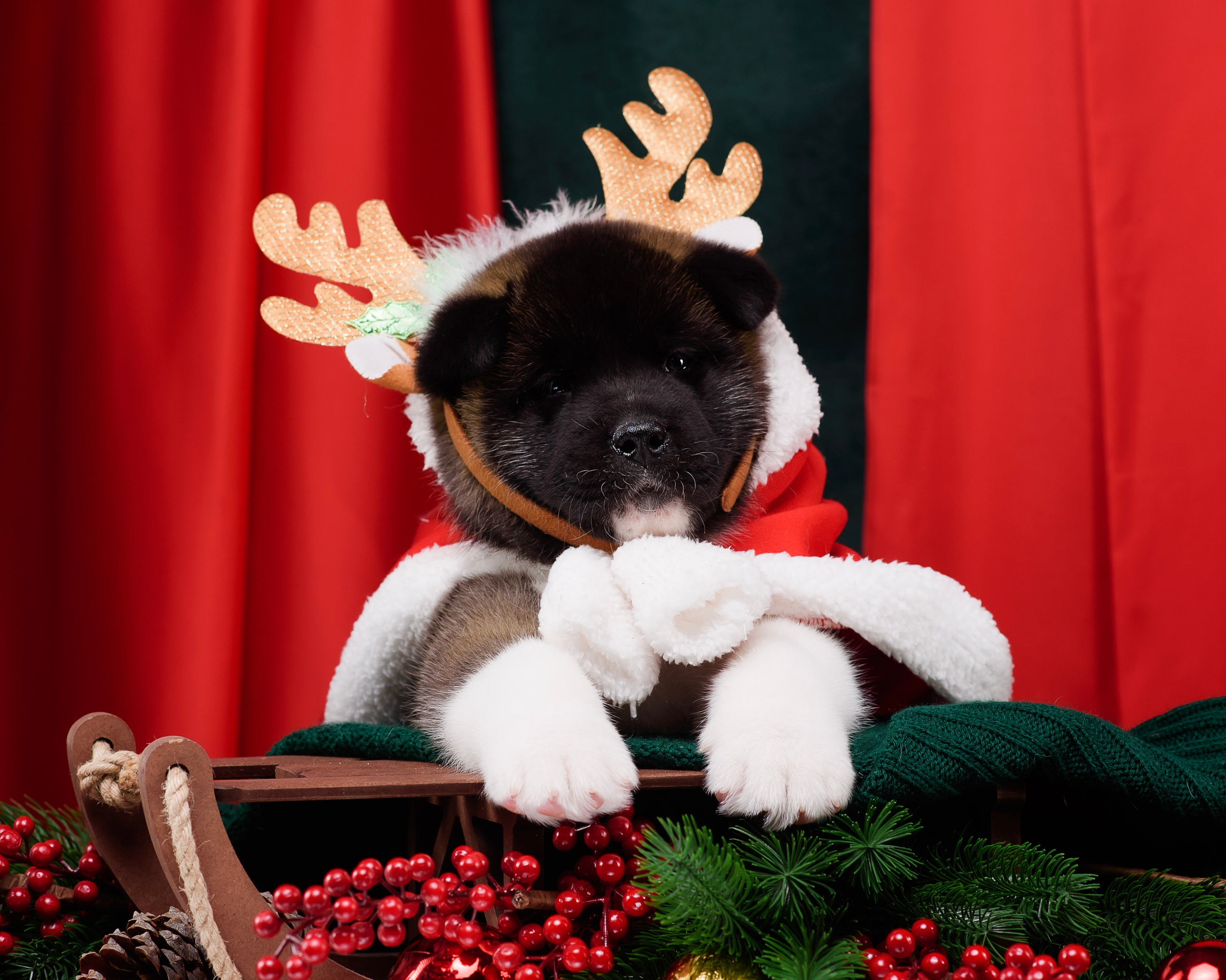 Щенки Американской Акиты. Фотограф — Анималист | Анна Абрамова