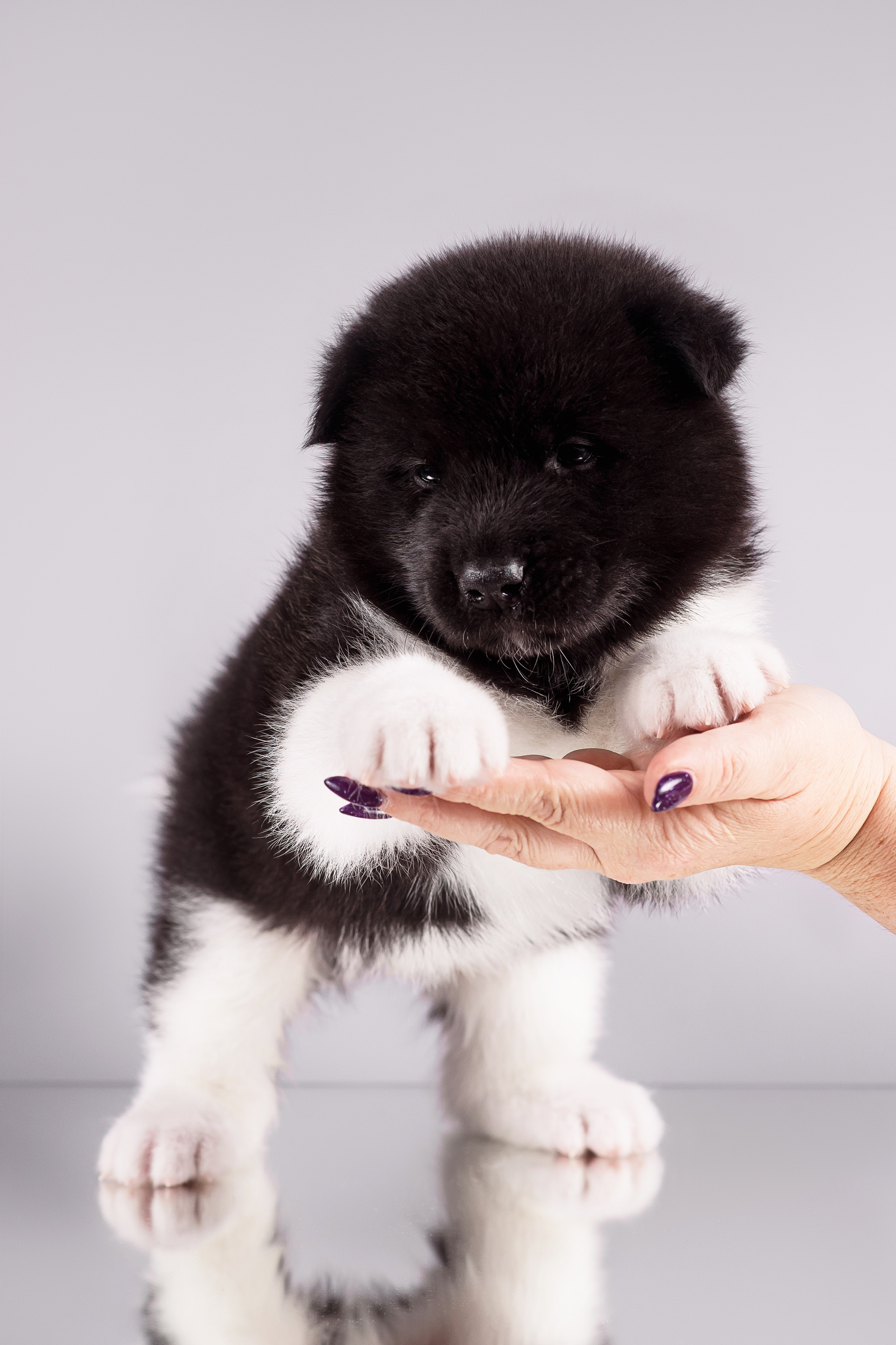 Щенки Американской Акиты — 04.11.2024. Фотограф — Анималист | Анна Абрамова