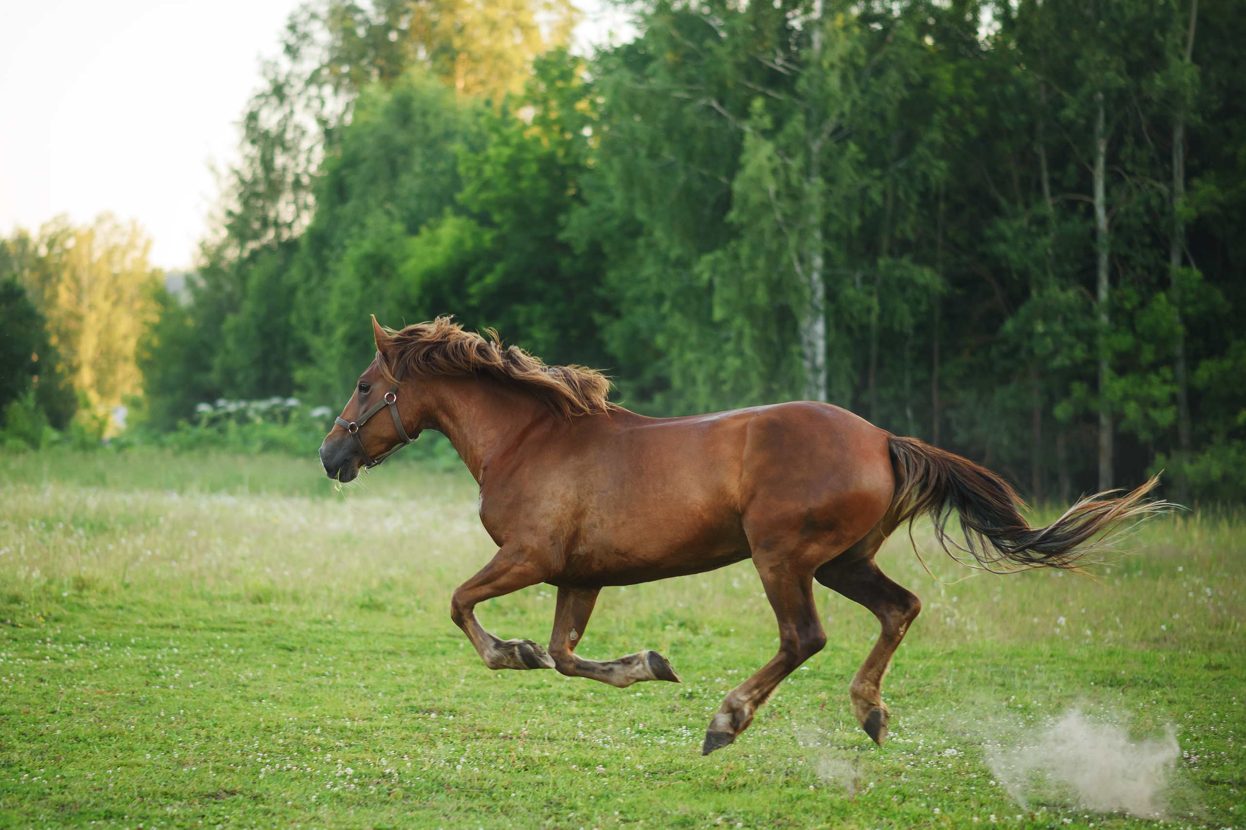Дакар и Рамина — 29.06.2024. Фотограф — Анималист | Анна Абрамова