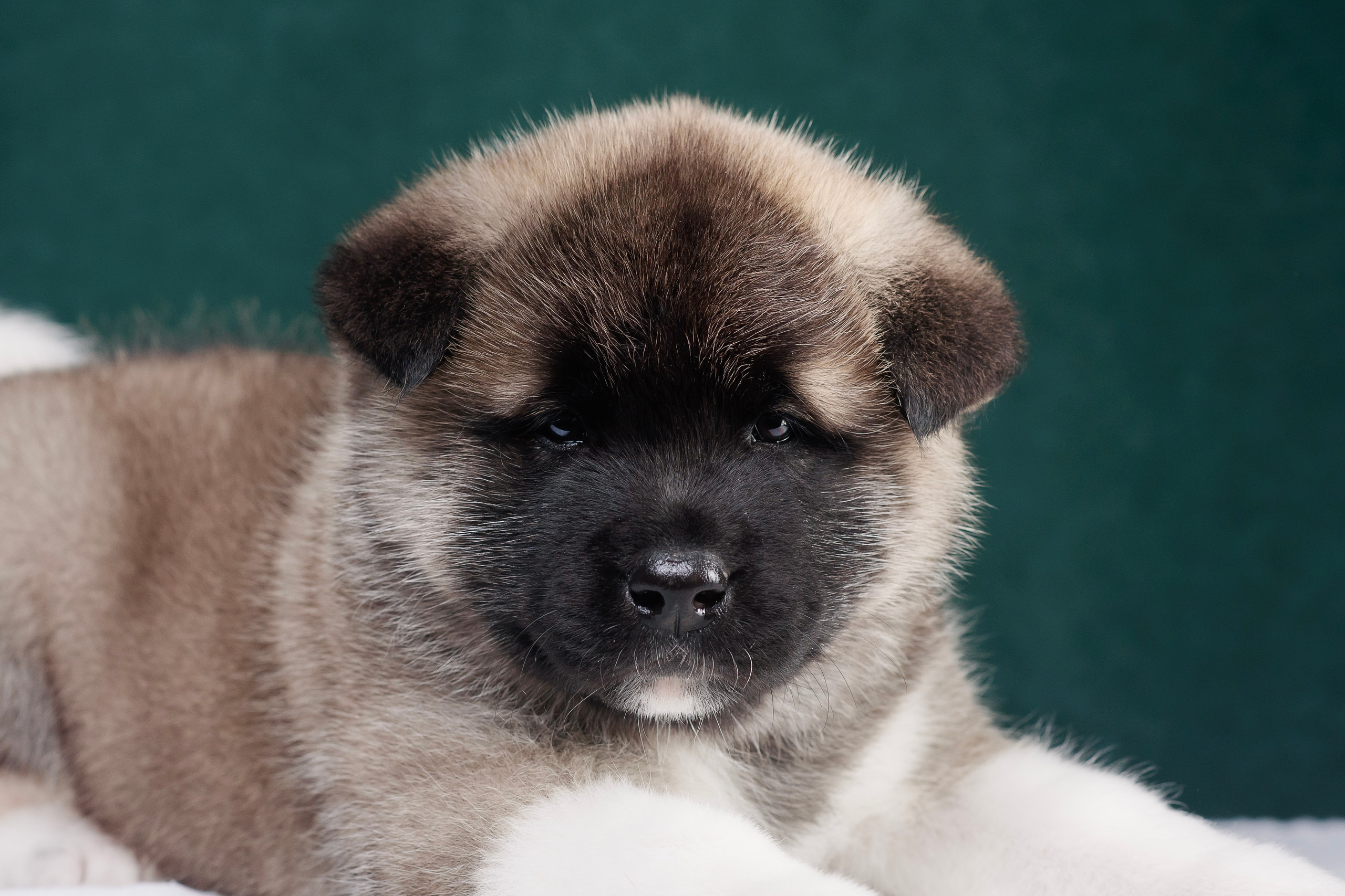 Щенки Американской Акиты. Фотограф — Анималист | Анна Абрамова