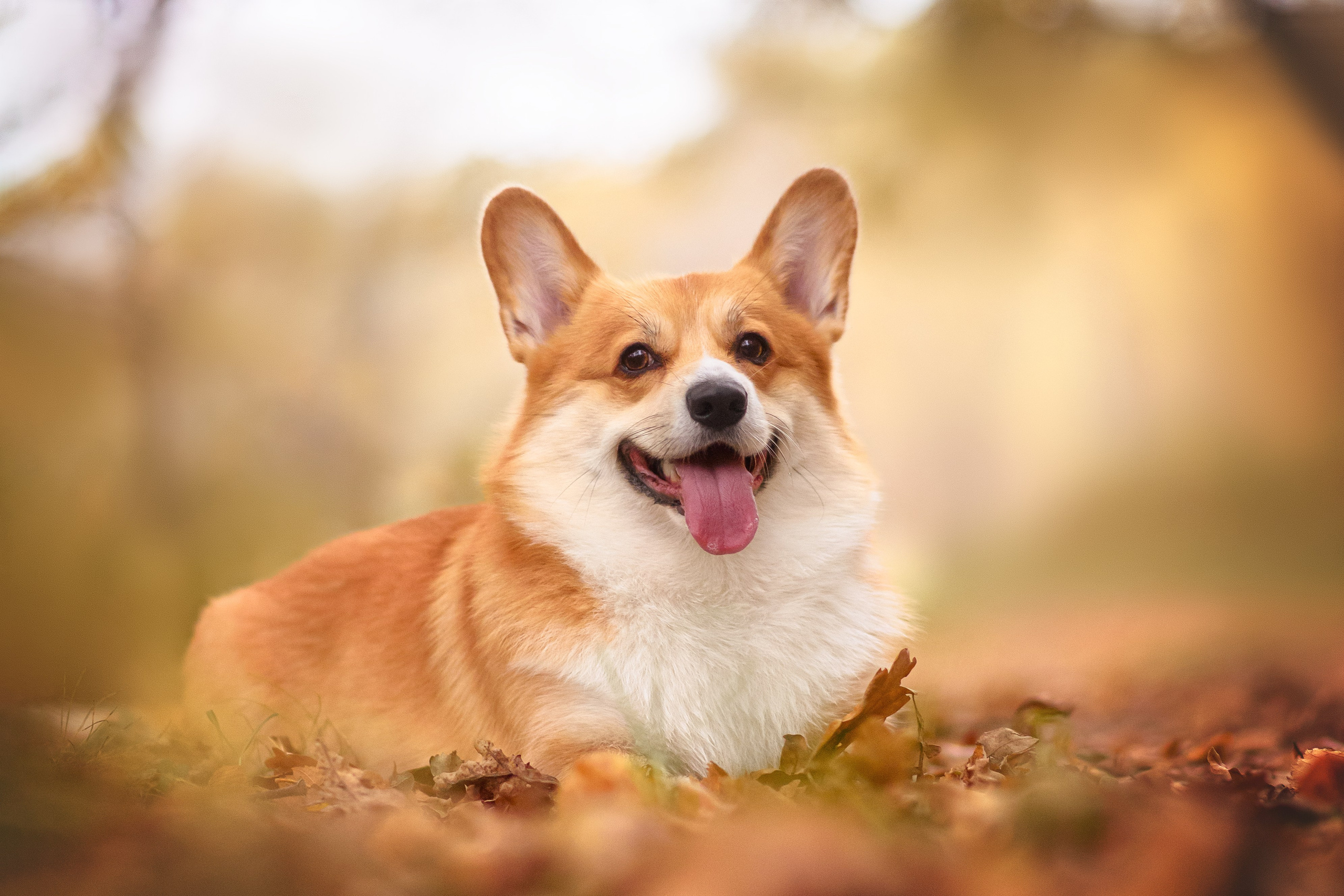 Женя и Феникс — 05.10.2024. Фотограф — Анималист | Анна Абрамова