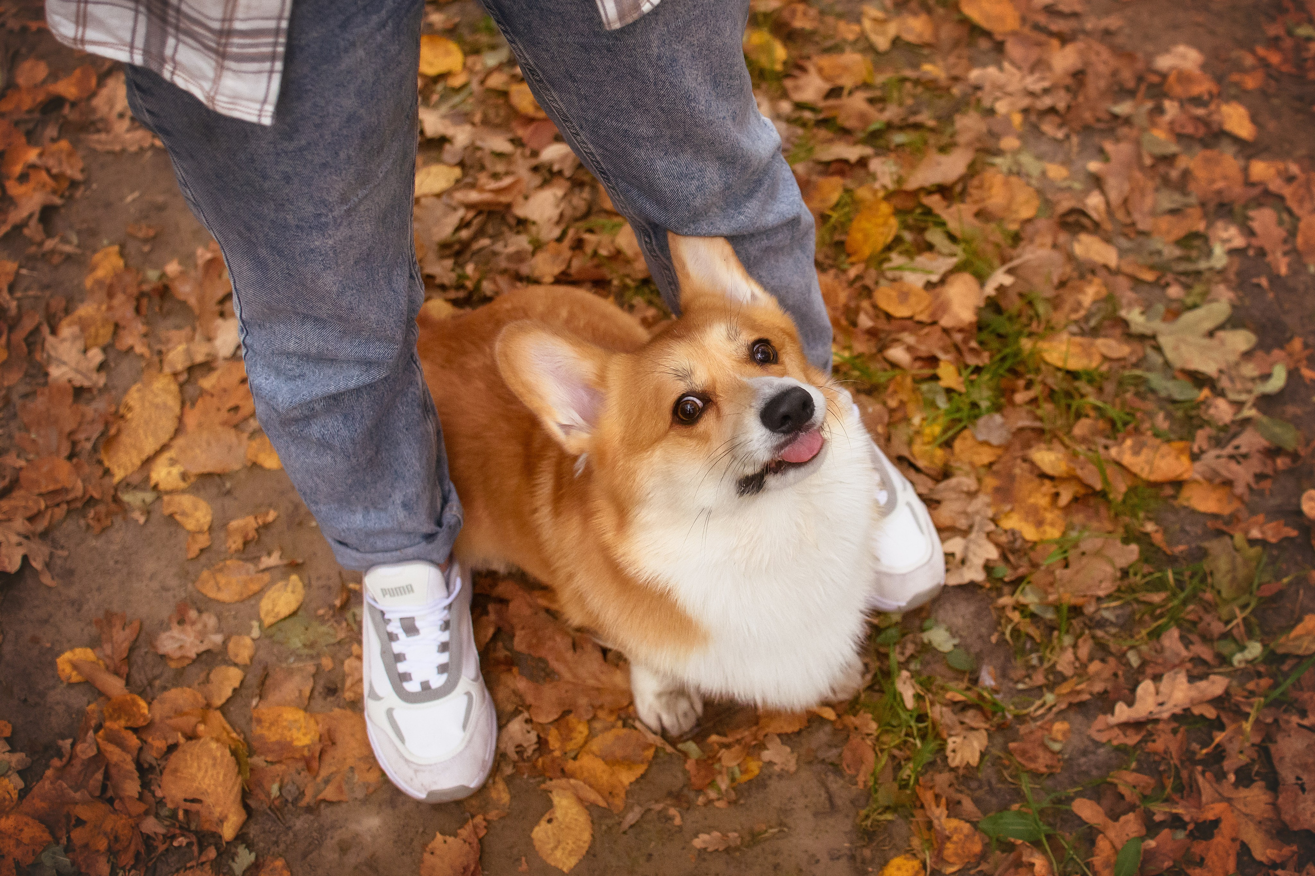 Женя и Феникс — 05.10.2024. Фотограф — Анималист | Анна Абрамова