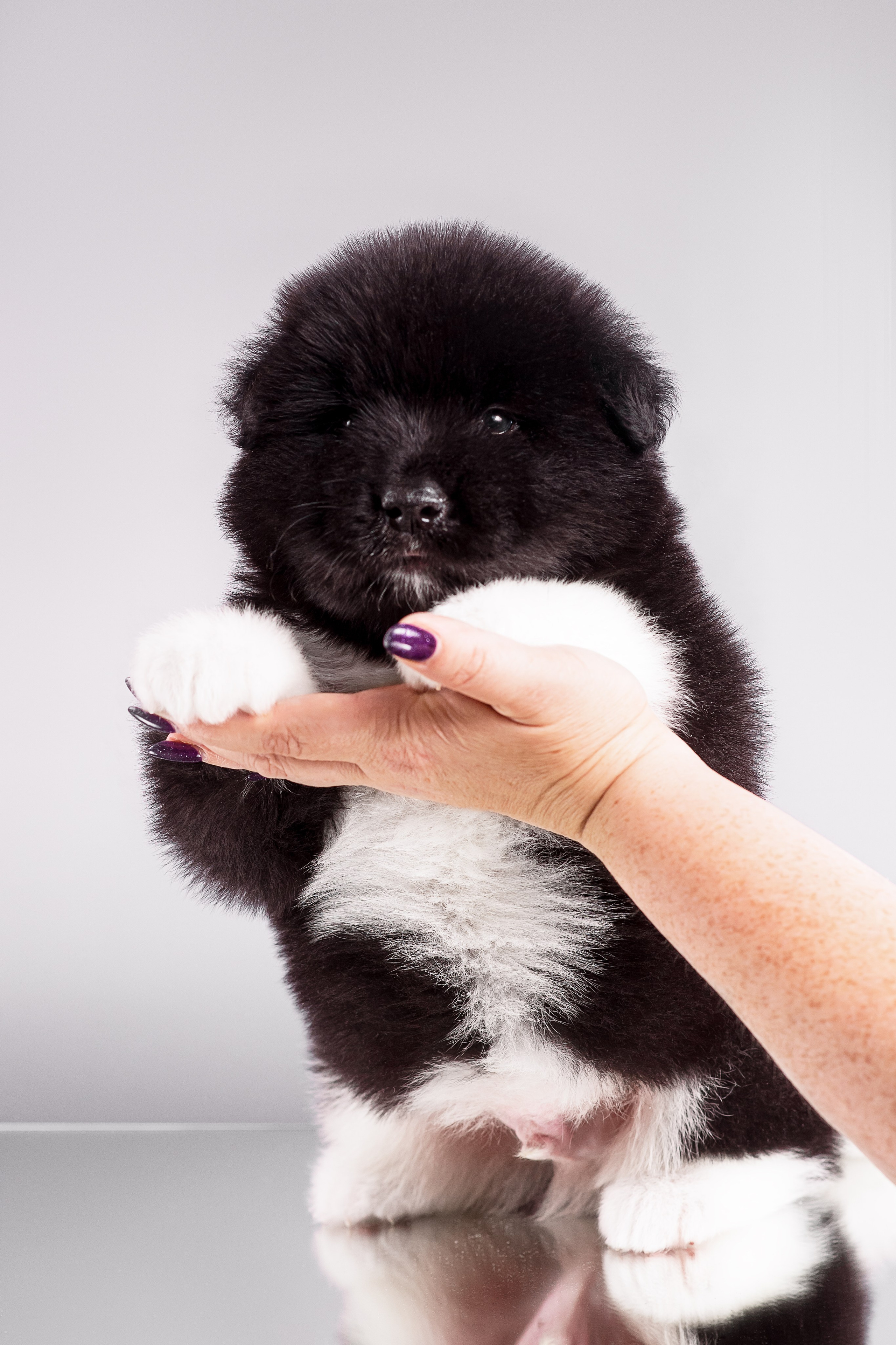 Щенки Американской Акиты — 04.11.2024. Фотограф — Анималист | Анна Абрамова