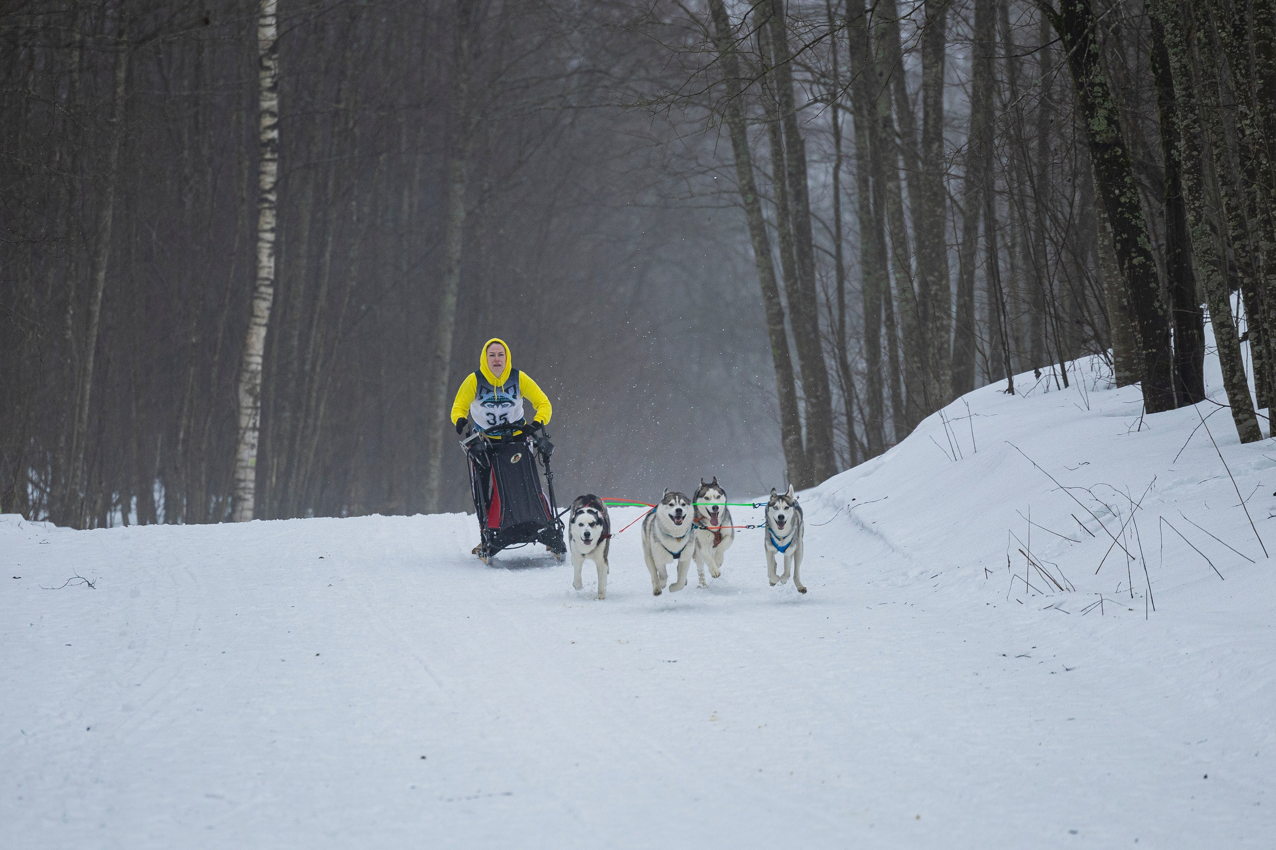 Зимний Чемпионат Санкт-Петербурга по ездовому спорту. Фотограф-анималист Анна Маринич