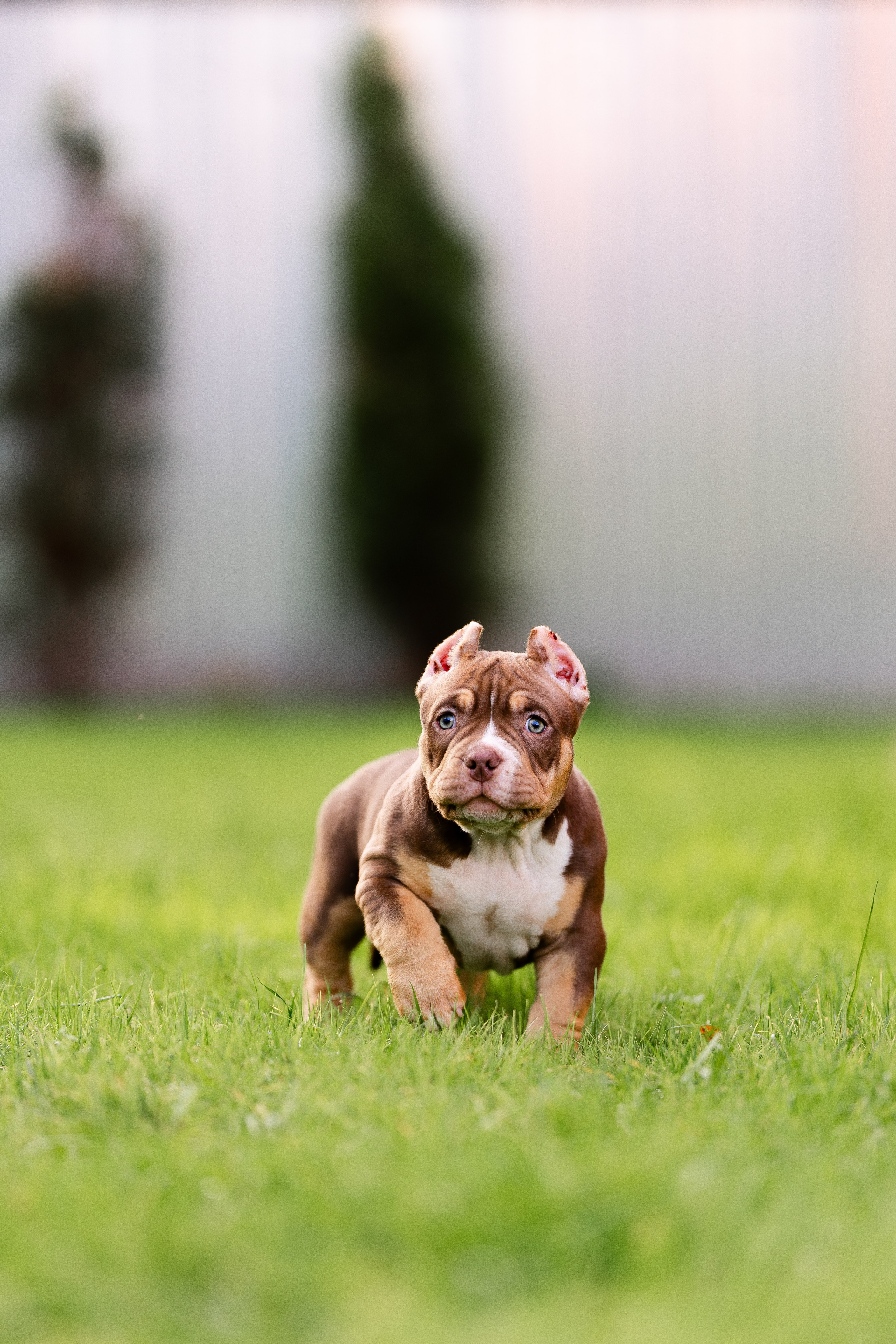 Булли. Фотограф и видеограф анималист Аганина Дарья
