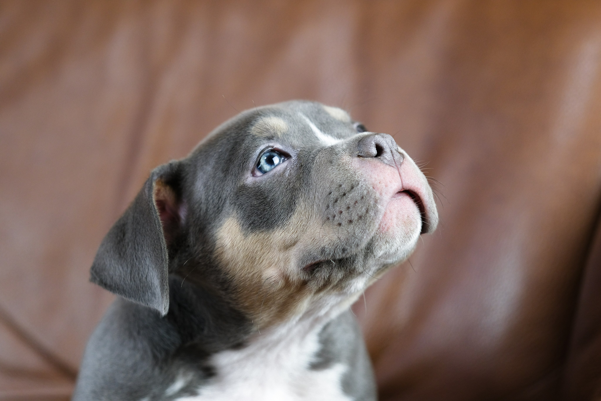 Американский Булли. Фотограф и видеограф анималист Аганина Дарья