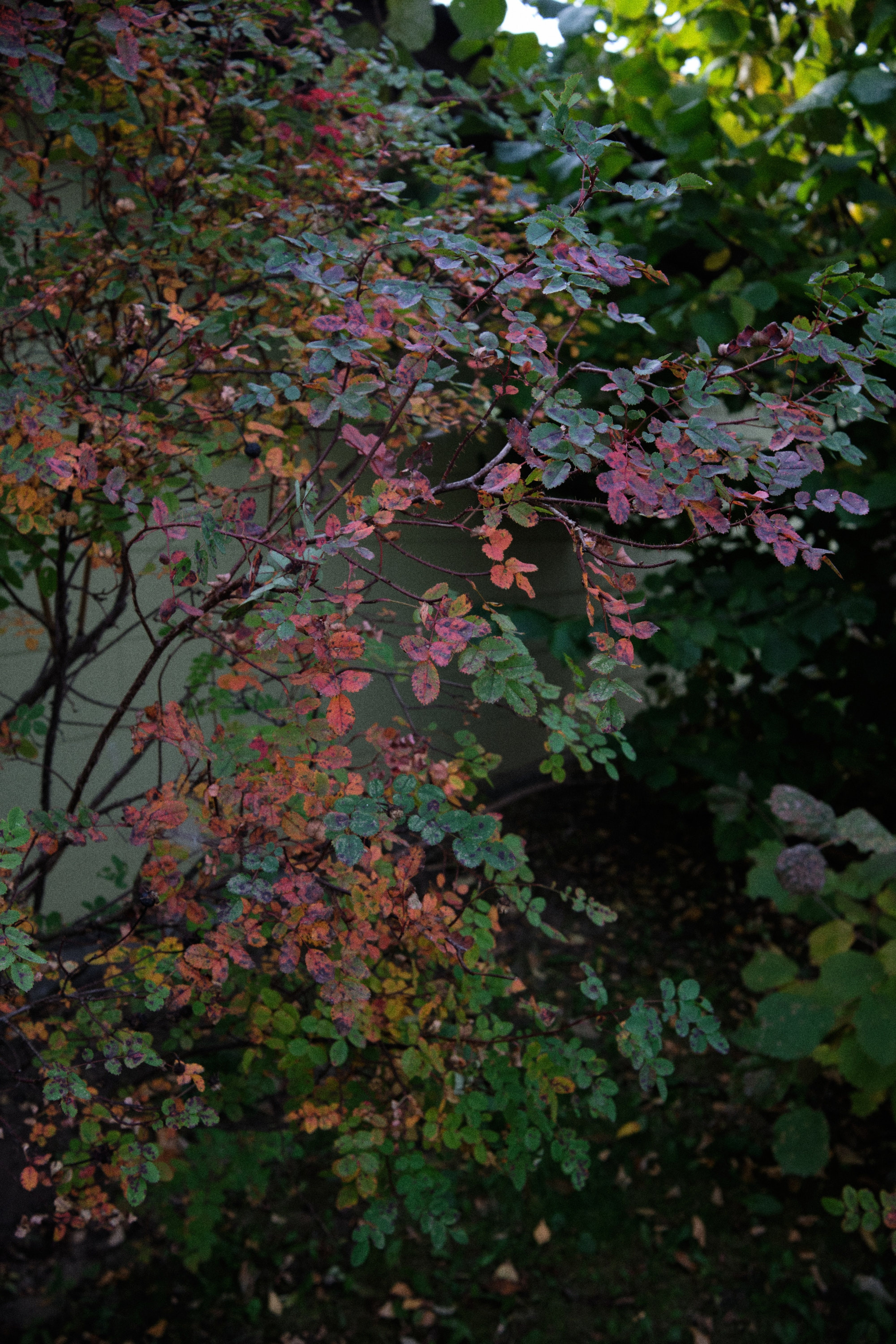 Фотопрогулка осенью в старом городе. Елена Павленко. Фотограф. Москва