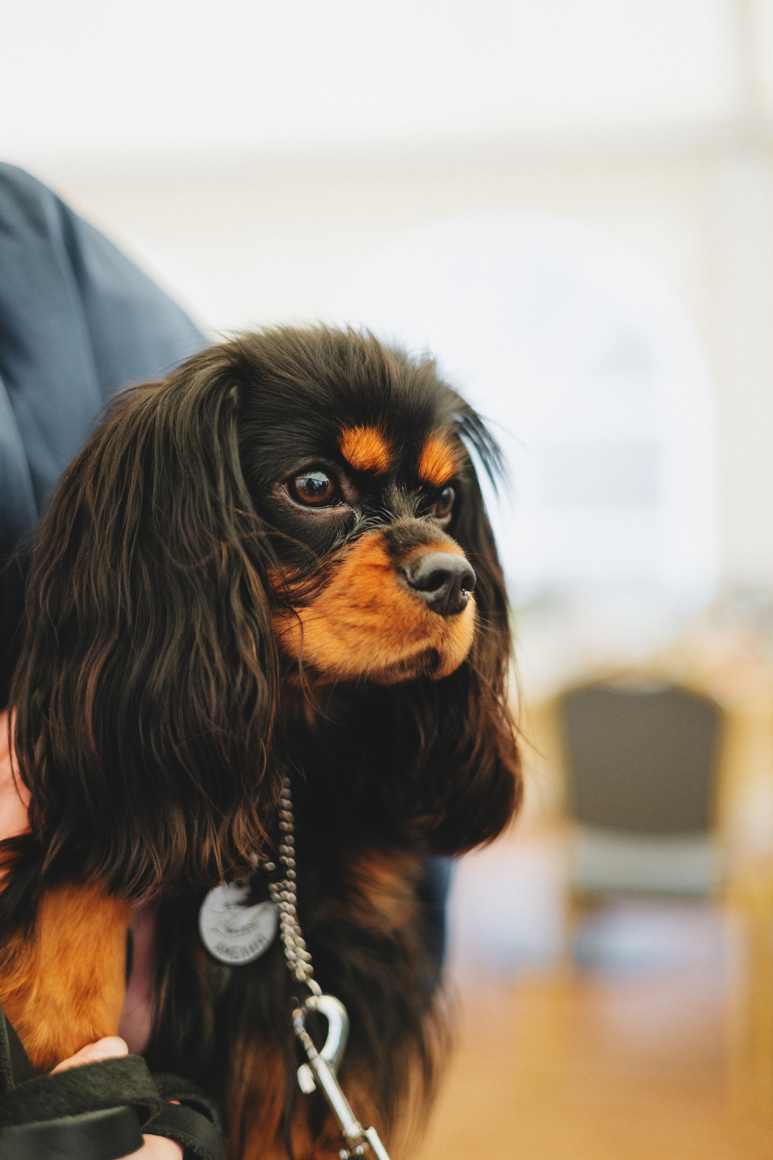 Встреча ККЧС. Фотограф анималист Осипчикова Мария