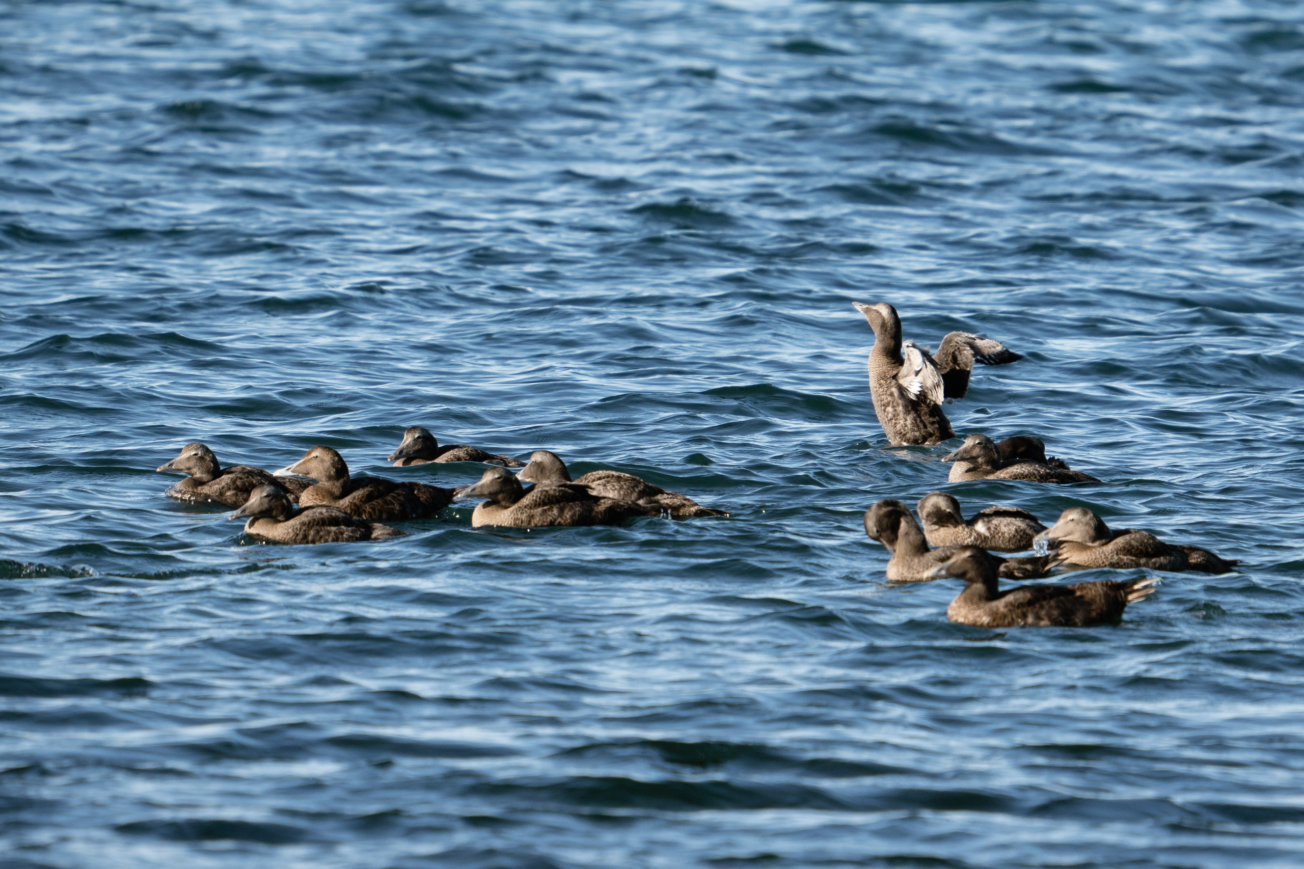 Фотосъемка животных и птиц. Интерьерный и архитектурный фотограф в Москве Панова Ольга