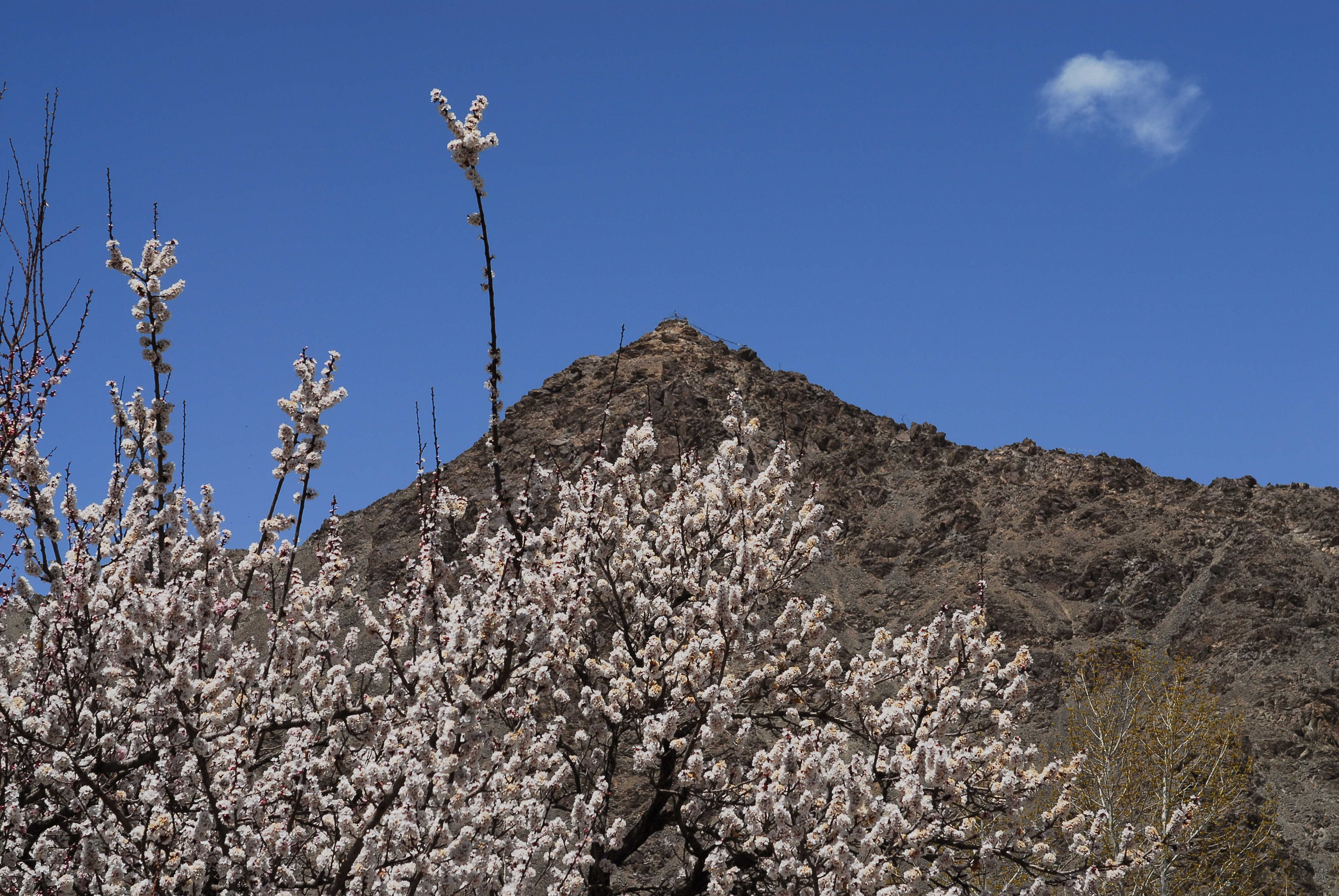 Килиманджаро. Заставка
