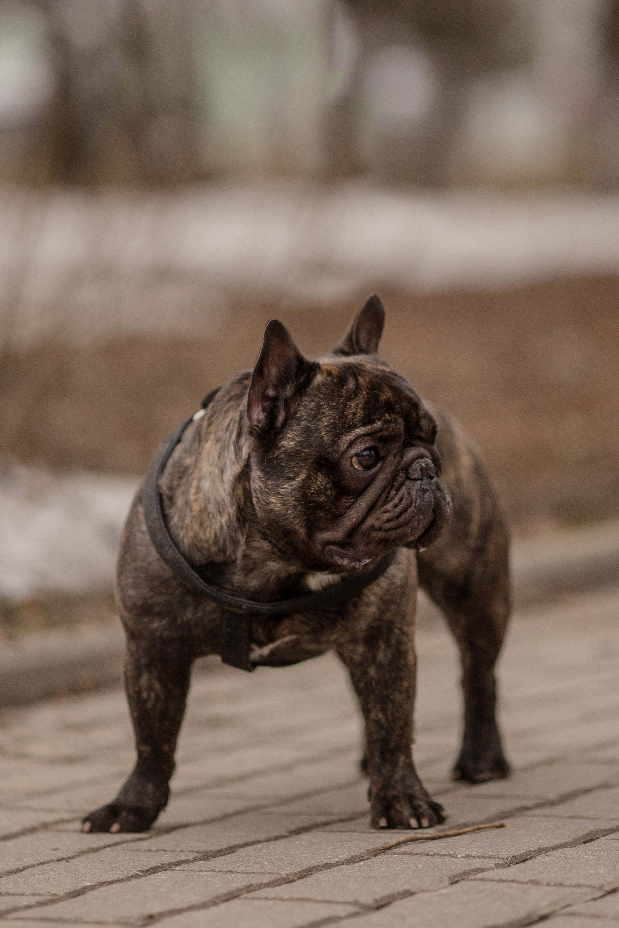 Фото французского бульдога