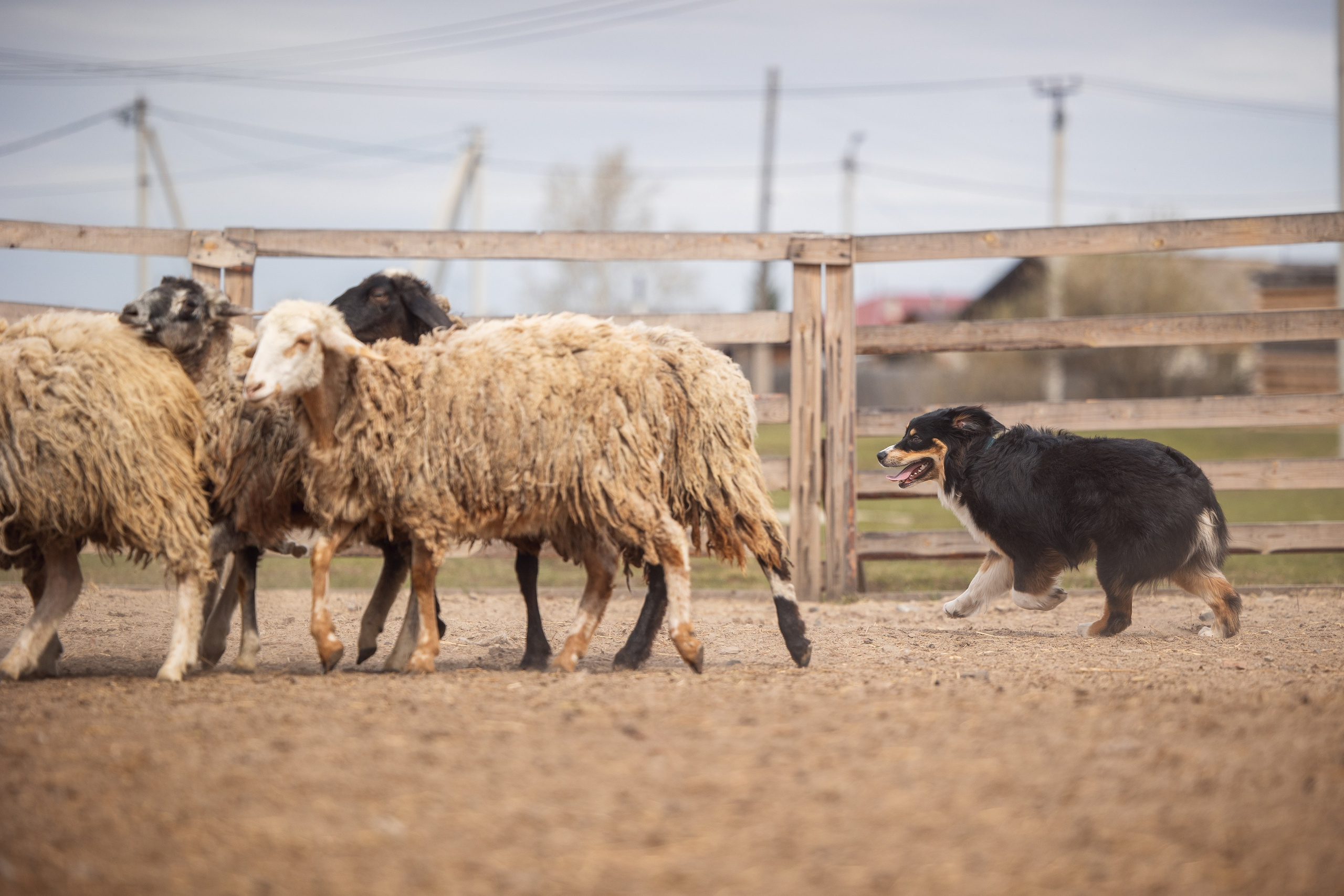 Ночь. YULA KOLESOVA | Фотограф — Анималист | Художник | Тюмень