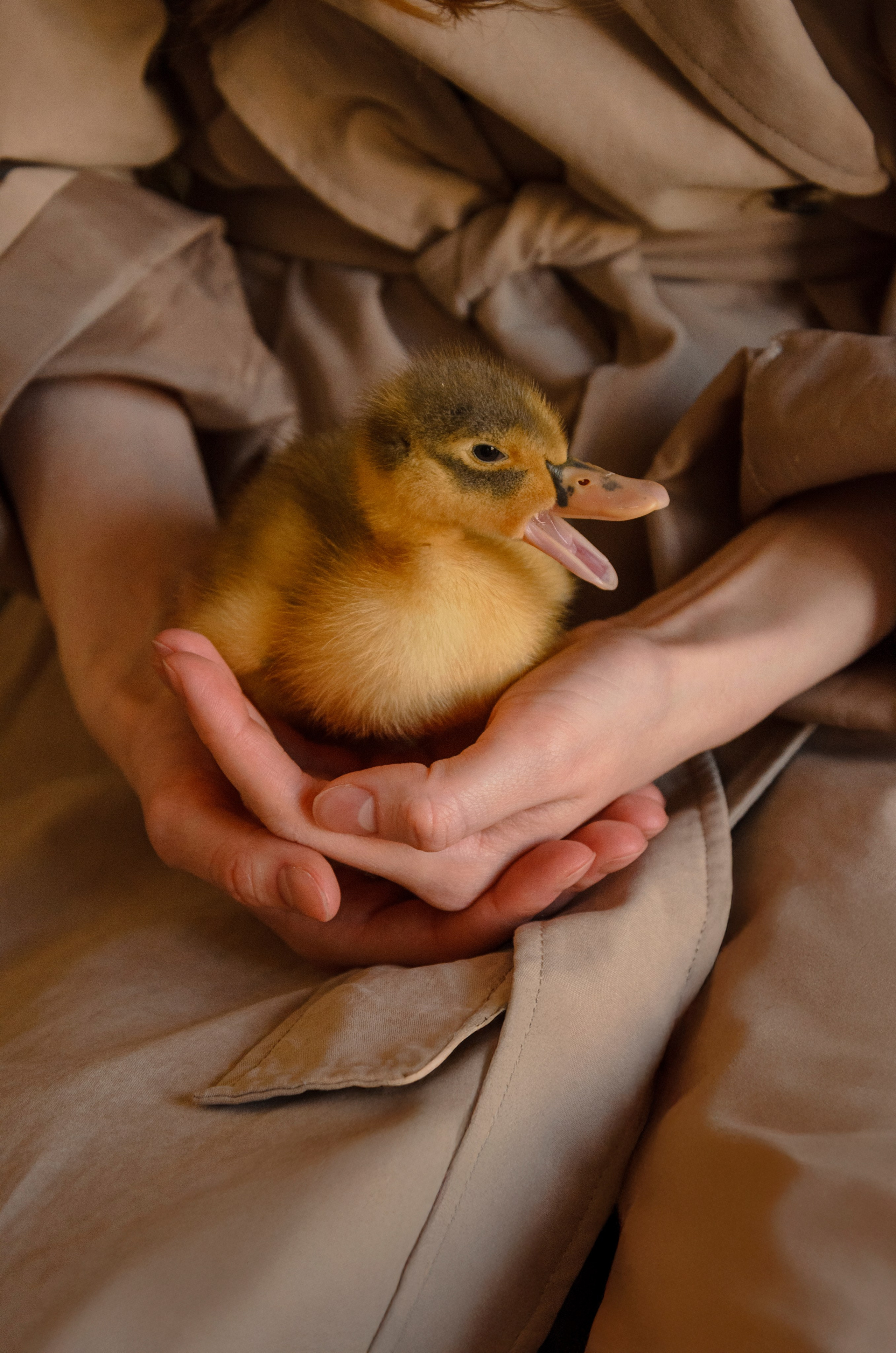 Утиные истории. Фотографы в Тюмени Андрей и Лидия Войвод
