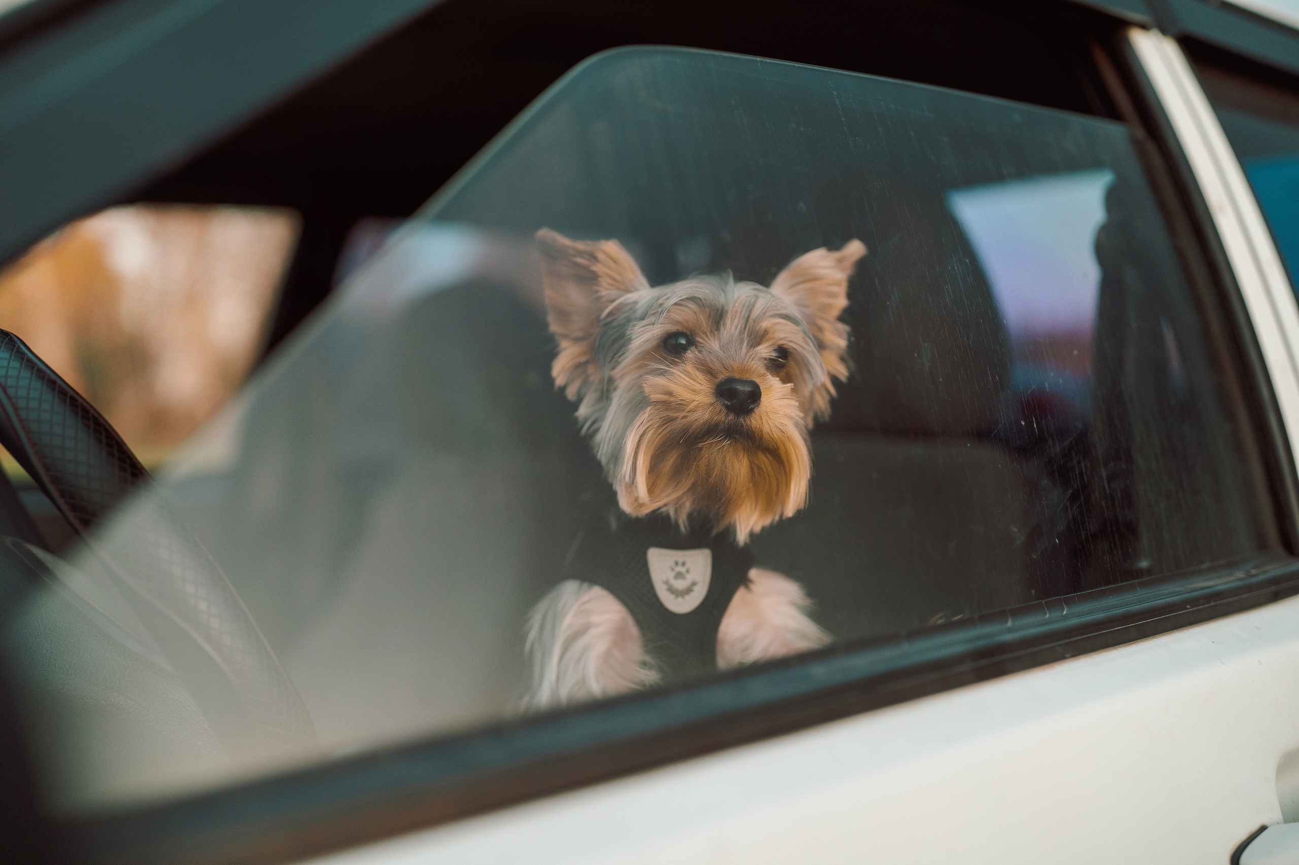FAMILY. Видеограф Томск, Томская область, Сибирь