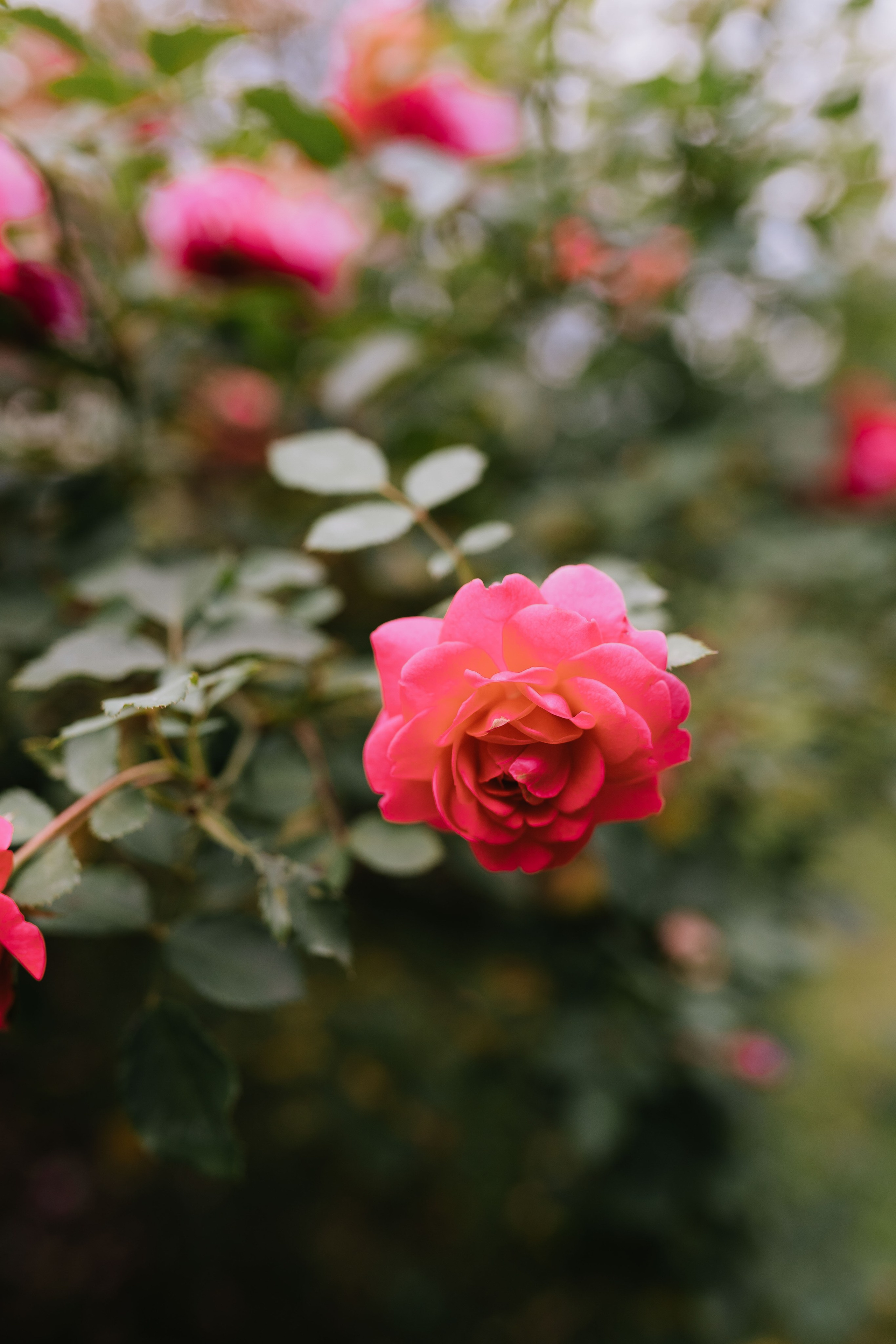 Свадебная фотосессия в Москве. Свадебный фотограф в Москве Анна Полушина