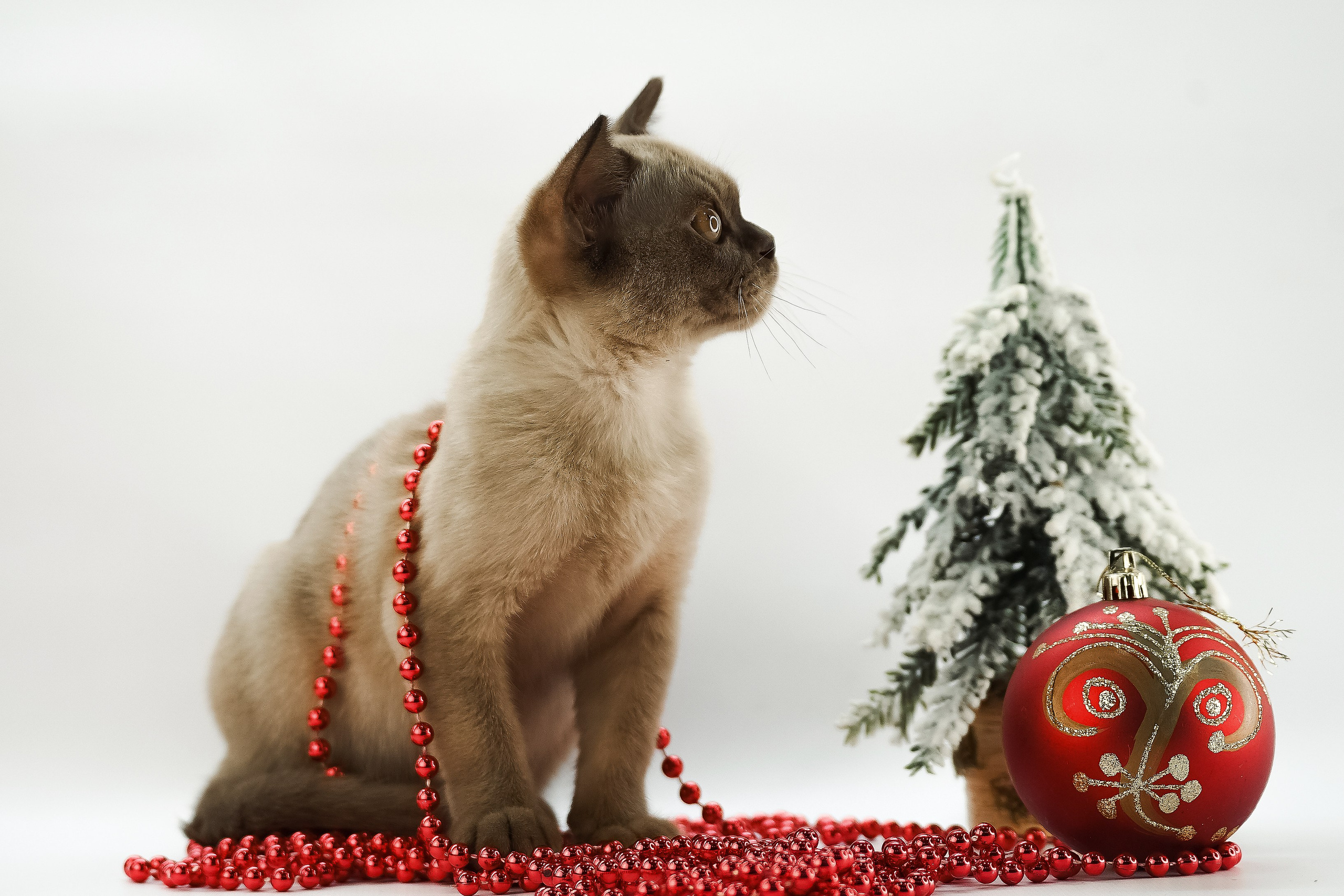 Щенки/котята. Фотограф-анималист Нижний Новгород