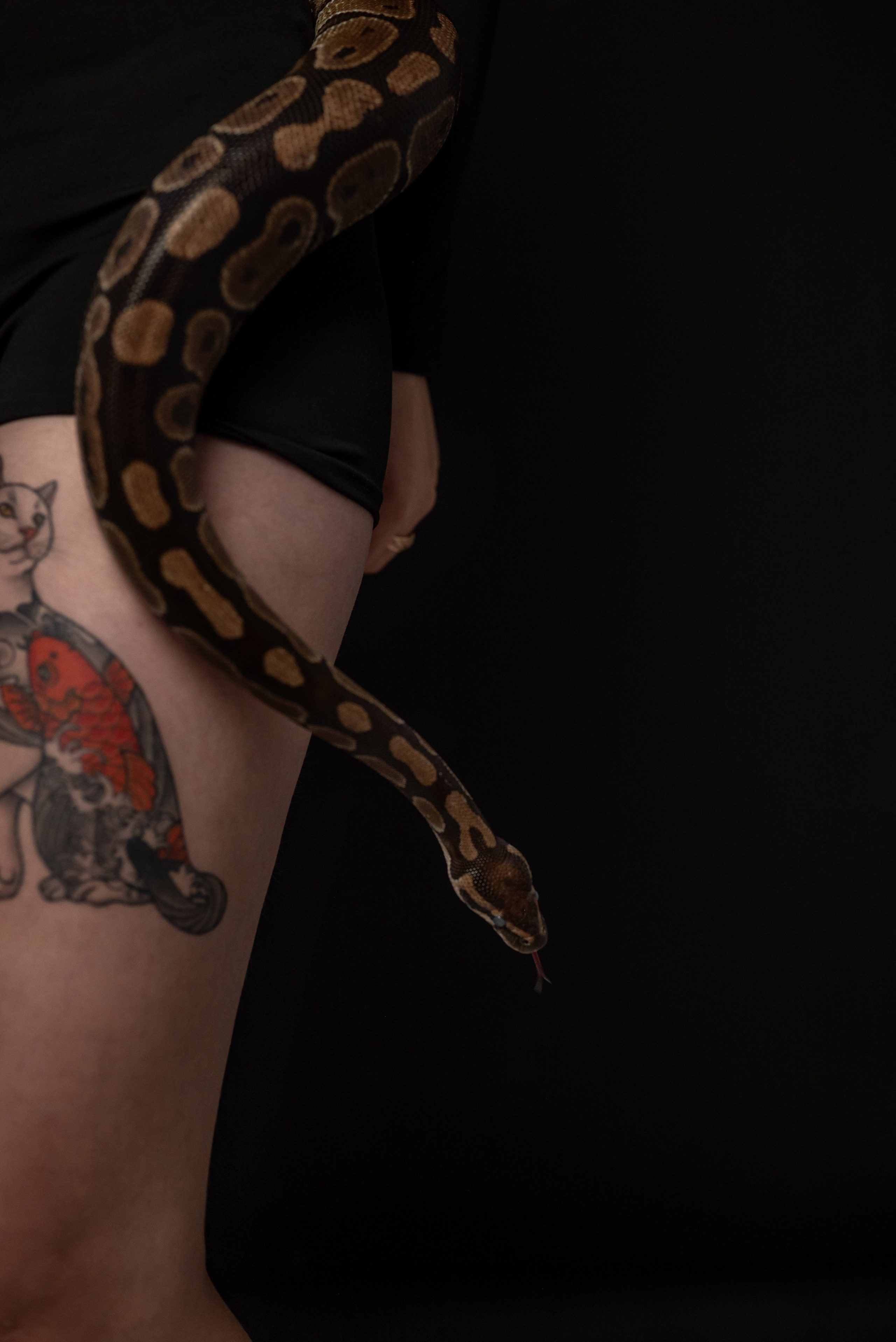 Фотопроект с питоном. Фотограф в городе Салават