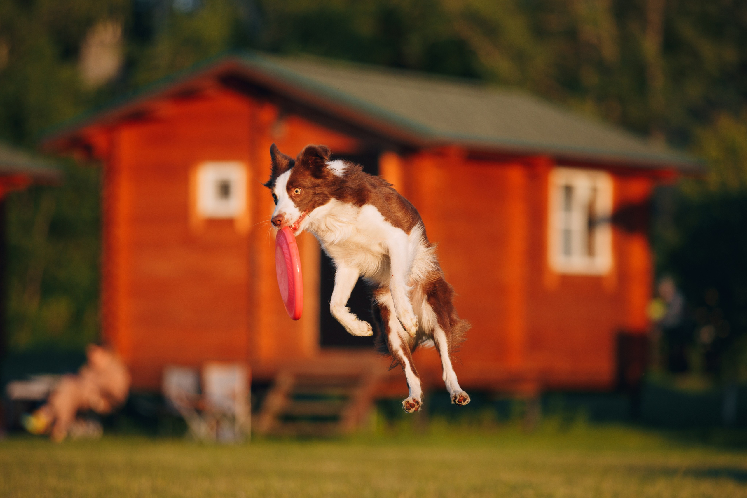 Кинологический лагерь в Горыныче. Фотограф анималист Кристина Карпова, Москва