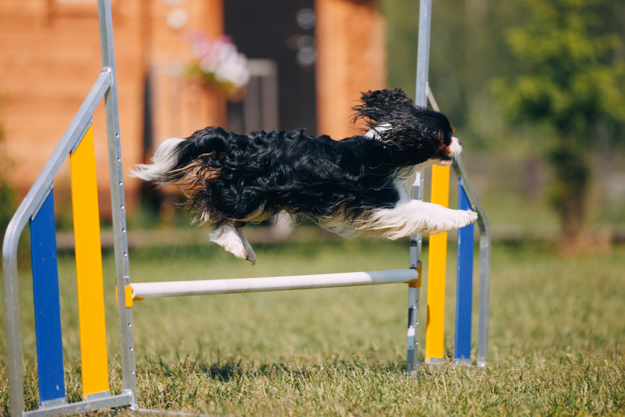 Кинологический лагерь в Горыныче. Фотограф анималист Кристина Карпова, Москва