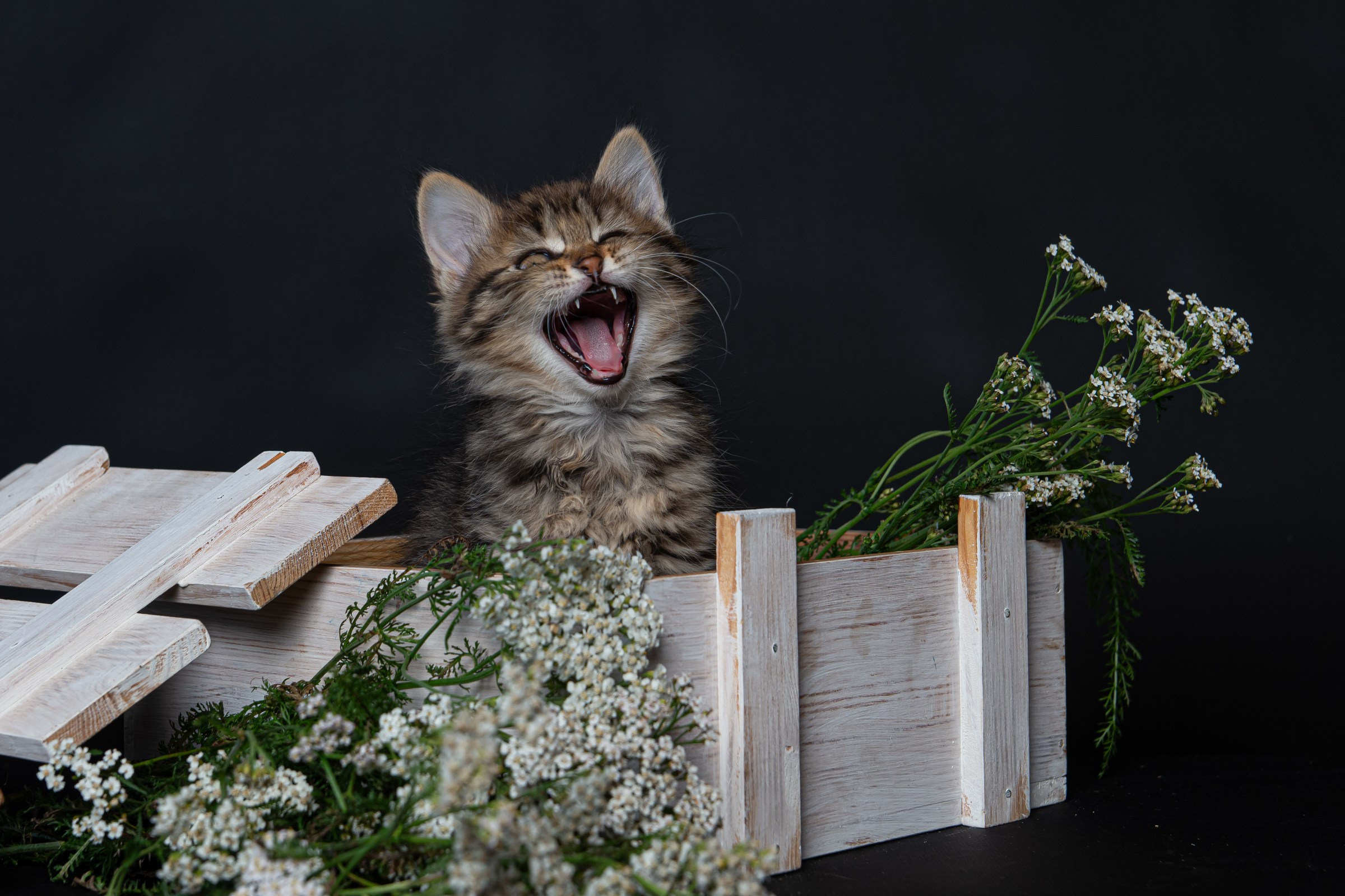 Курильский бобтейл. Фотограф на Камчатке Анна Моргачёва. Семейные и детские съёмки